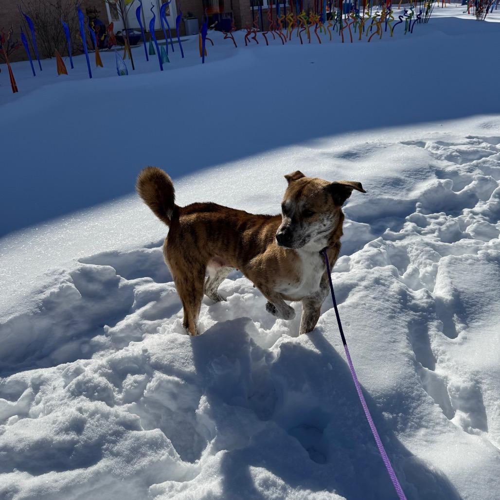 Enlarge Tiger, a Adoptable mixed breed in Melbourne, KY image 3/4