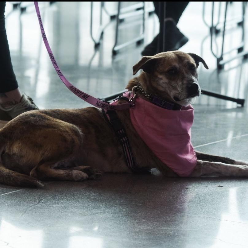 Tiger, a Adoptable mixed breed in Melbourne, KY image 6/6