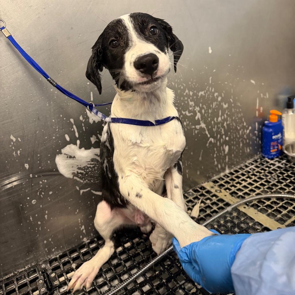 Lieutenant Snugglebottom, Adoptable, Puppy Male Border Collie & Mixed Breed.