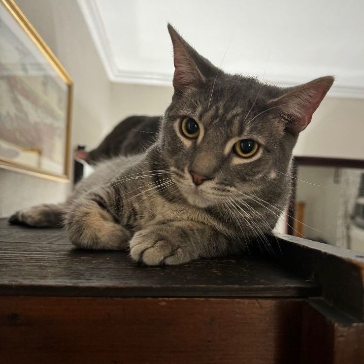 Melon, a Adoptable mixed breed in Norfolk, VA image 1/2