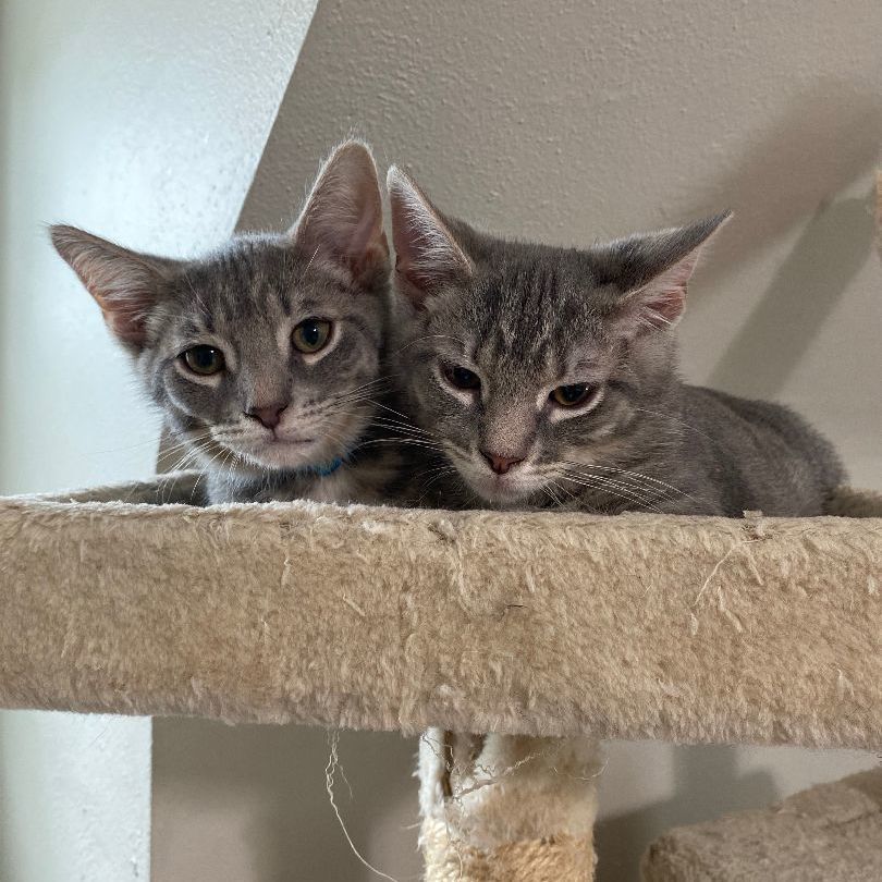 Melon, a Adoptable mixed breed in Norfolk, VA image 2/2