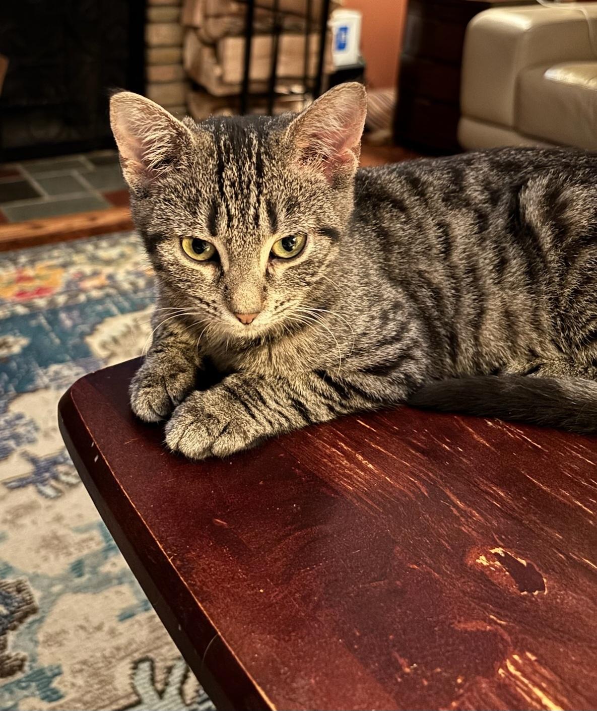 Enlarge Olive, a Adoptable mixed breed in Detroit, MI image 3/3