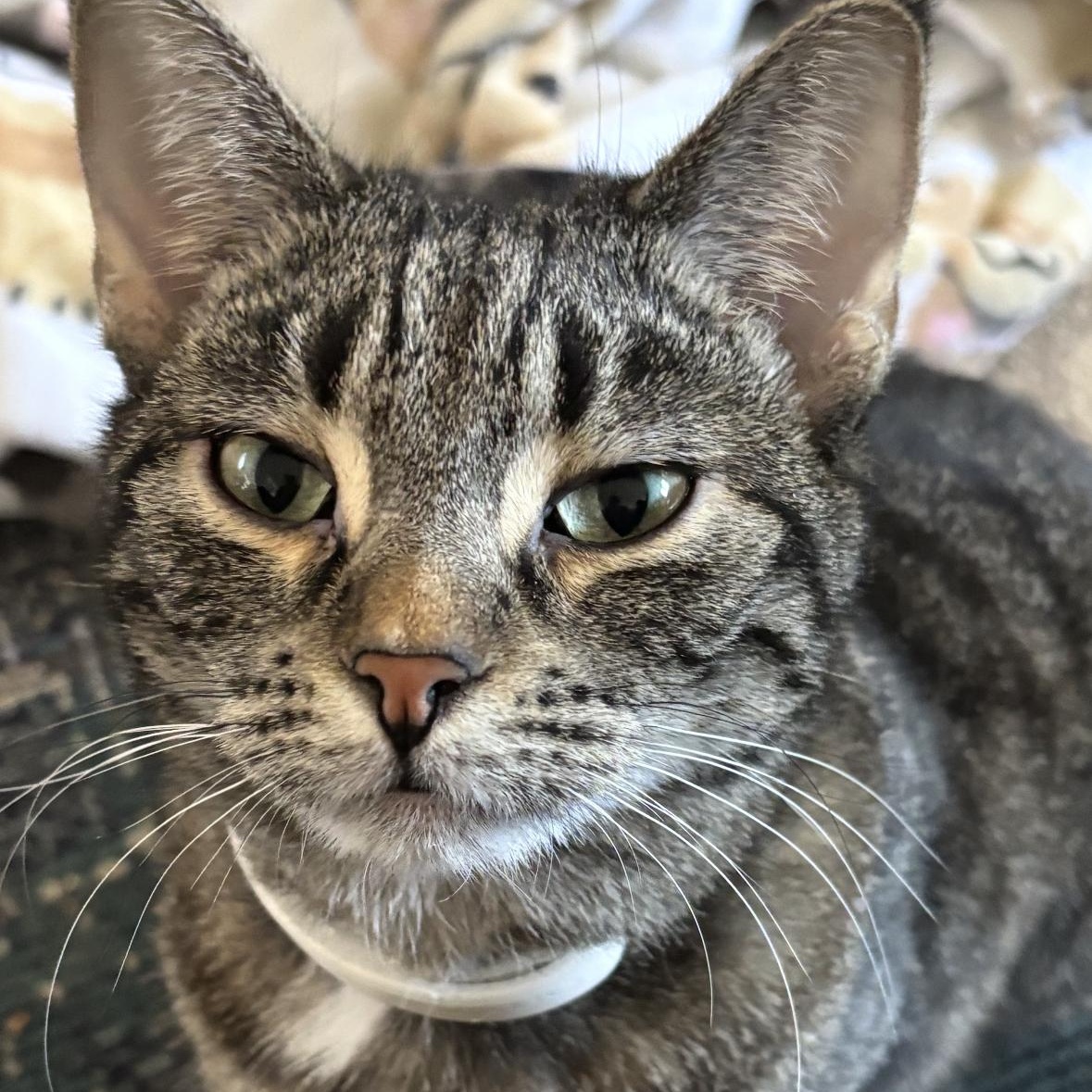 Enlarge Olive, a Adoptable mixed breed in Detroit, MI image 1/5
