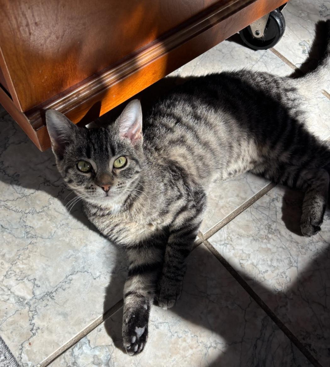 Enlarge Olive, a Adoptable mixed breed in Detroit, MI image 2/3