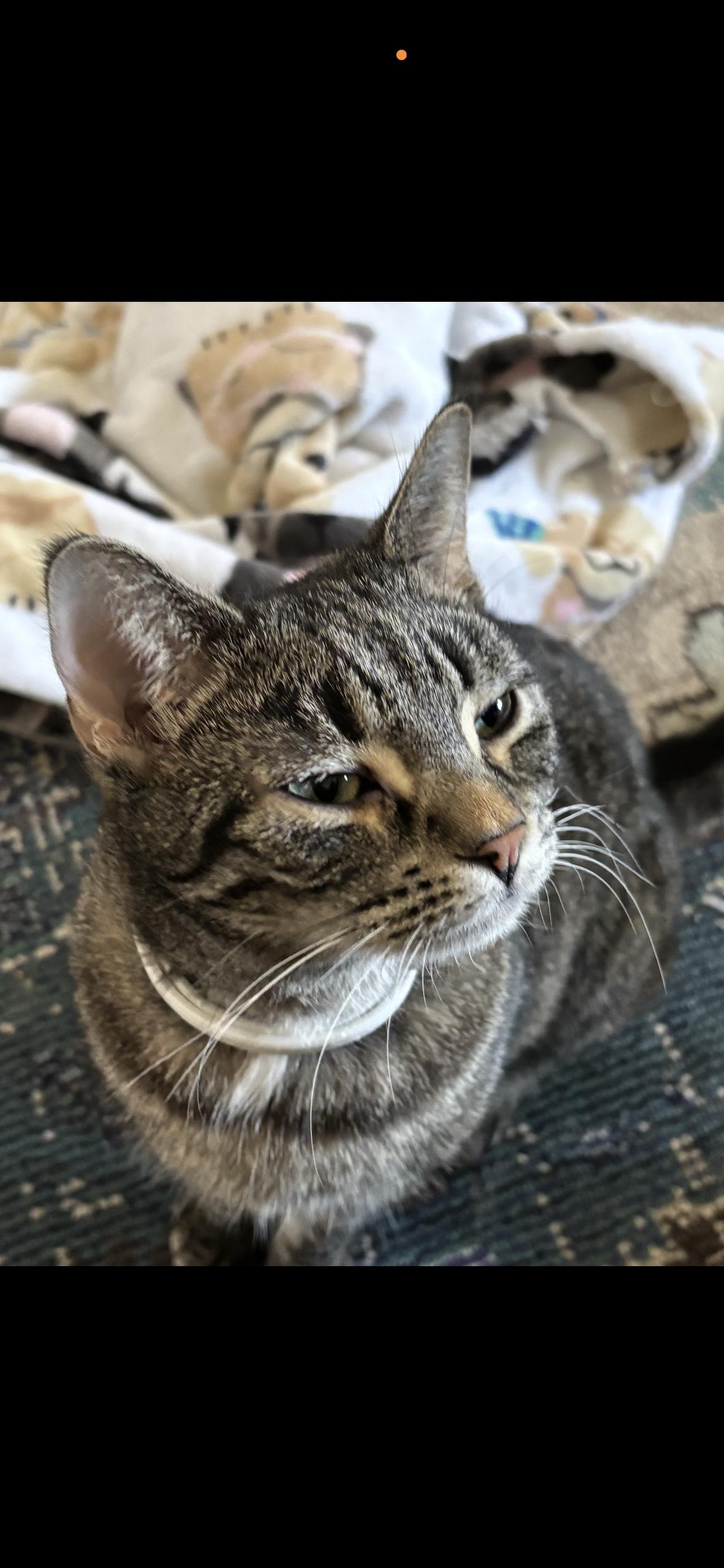 Enlarge Olive, a Adoptable mixed breed in Detroit, MI image 5/5