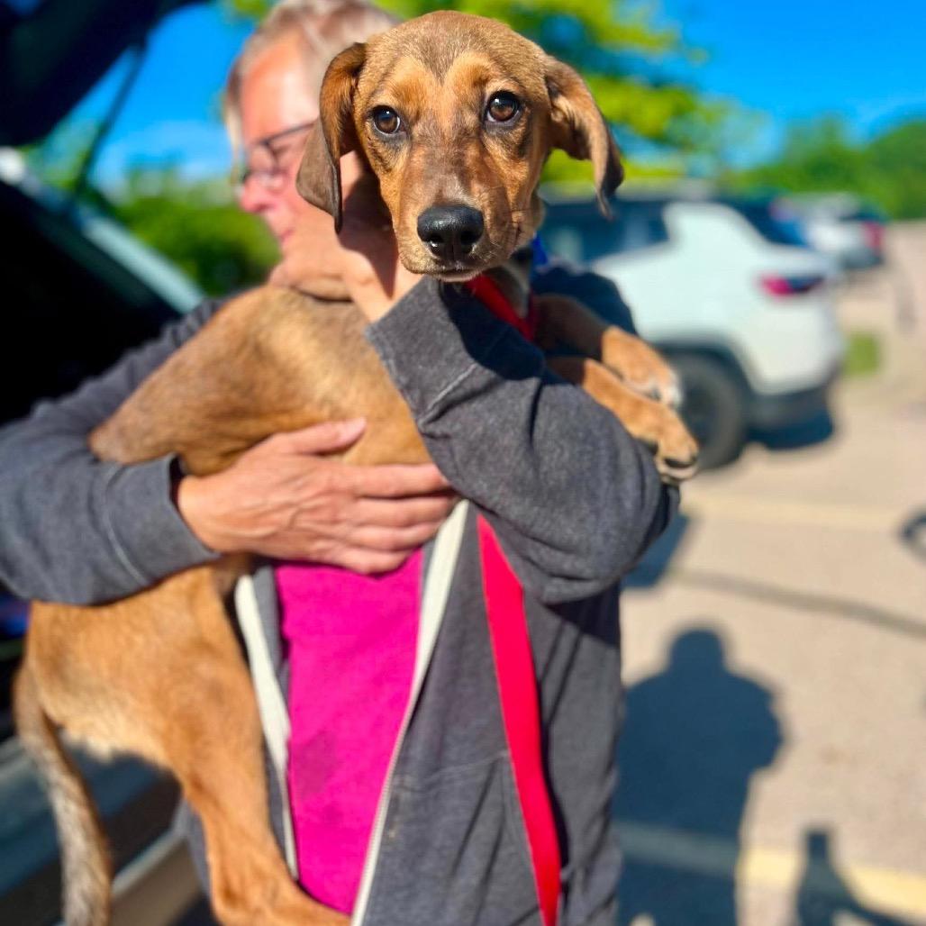 Pen Lane, a Adoptable mixed breed in St. Charles, IL image 1/6