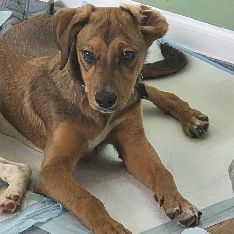 Pen Lane, a Adoptable mixed breed in St. Charles, IL image 2/6