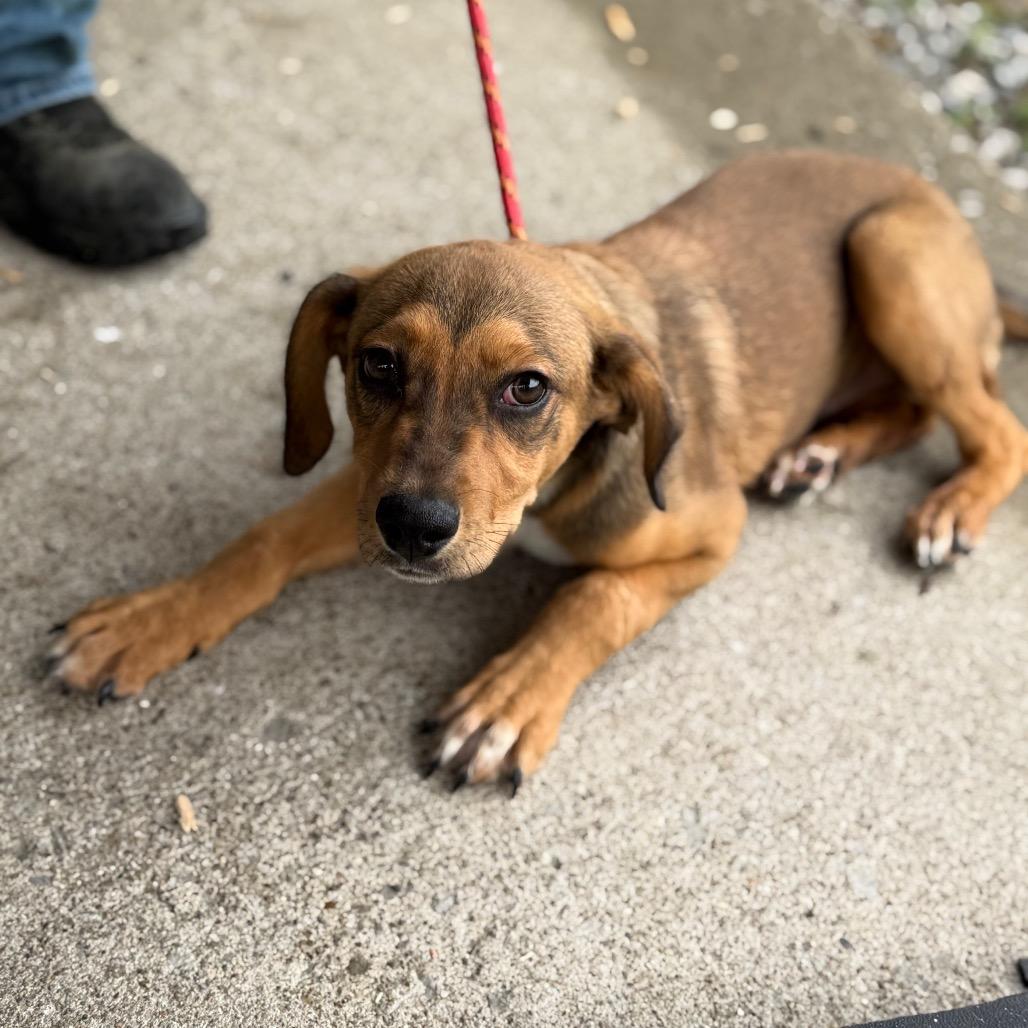 Pen Lane, a Adoptable mixed breed in St. Charles, IL image 3/6