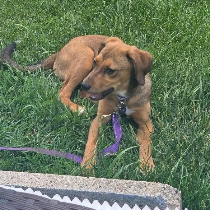 Pen Lane, a Adoptable mixed breed in St. Charles, IL image 4/6