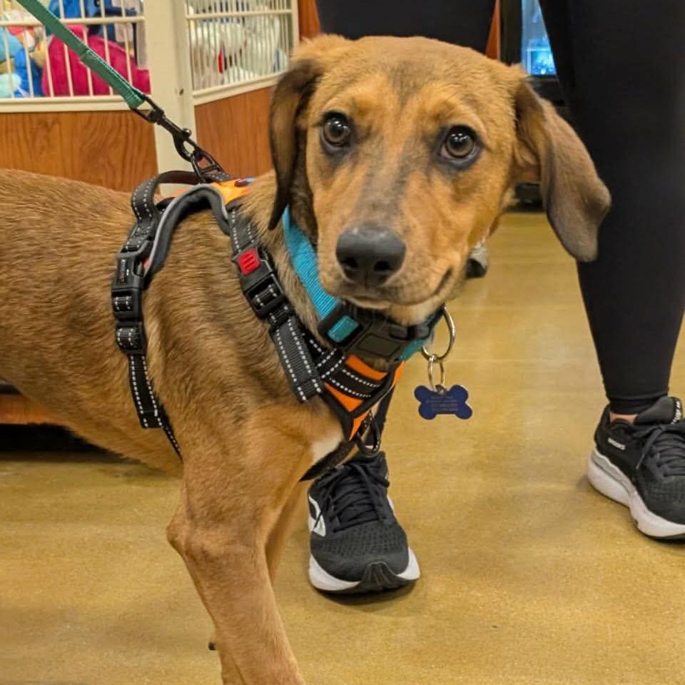 Pen Lane, a Adoptable mixed breed in St. Charles, IL image 5/6