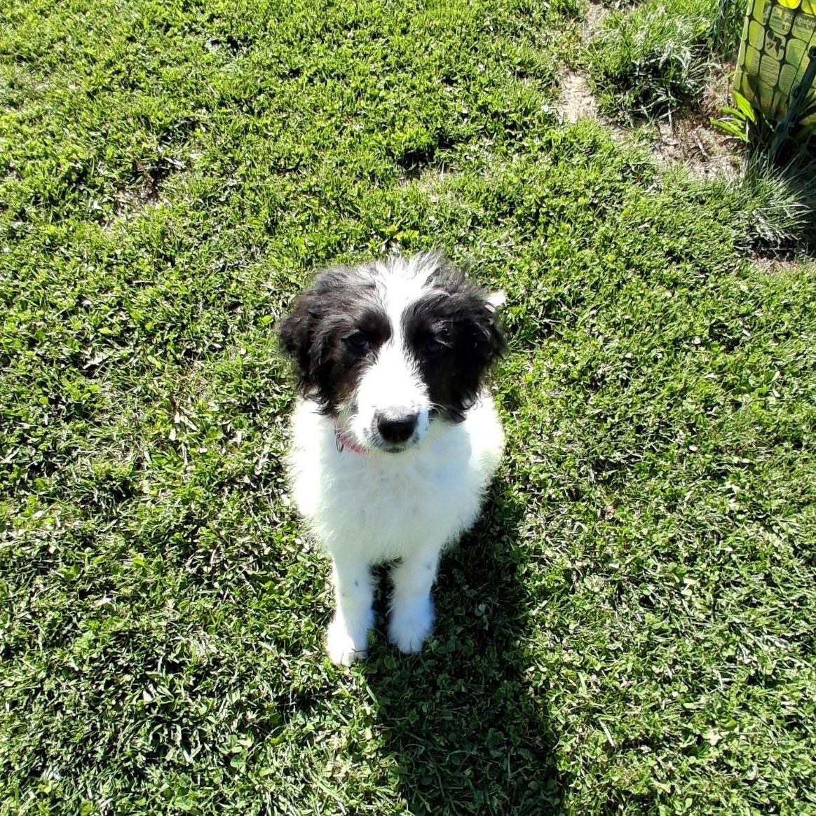 Enlarge Elektra, an adoptable mixed breed in Monroe, OH image 1/4