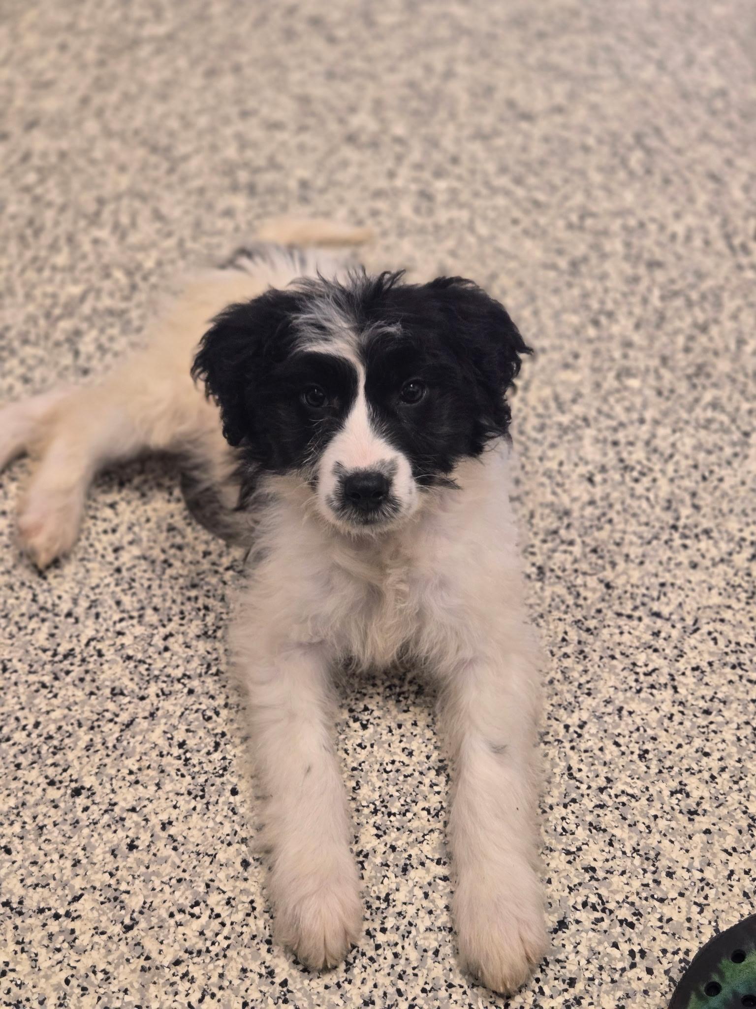 Enlarge Elektra, a ADOPTABLE mixed breed in Monroe, OH image 1/1