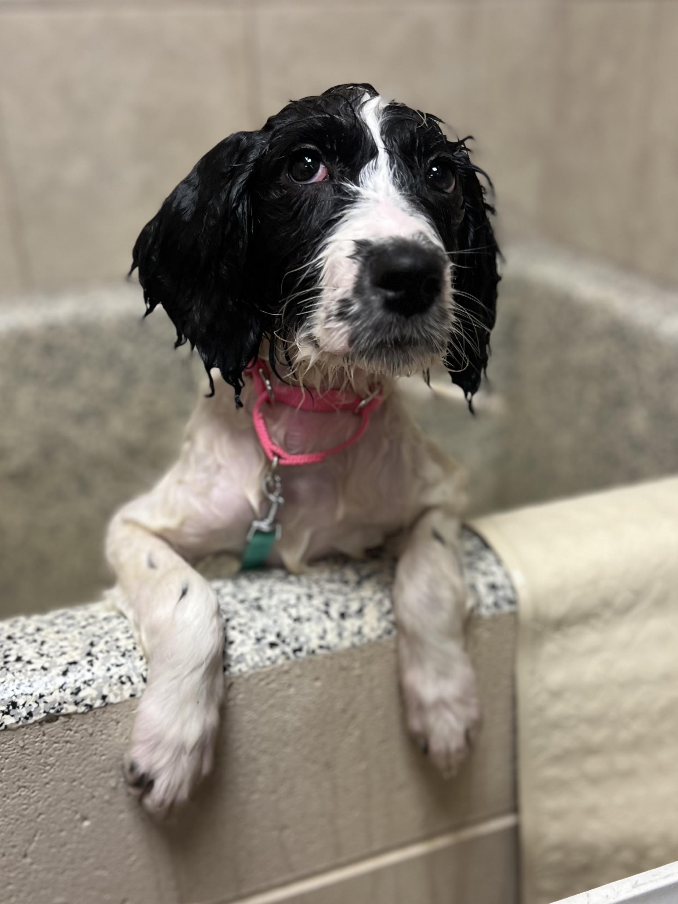 Enlarge Elektra, an adoptable mixed breed in Monroe, OH image 2/4