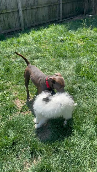 Enlarge Elektra, an adoptable mixed breed in Monroe, OH video 3/4