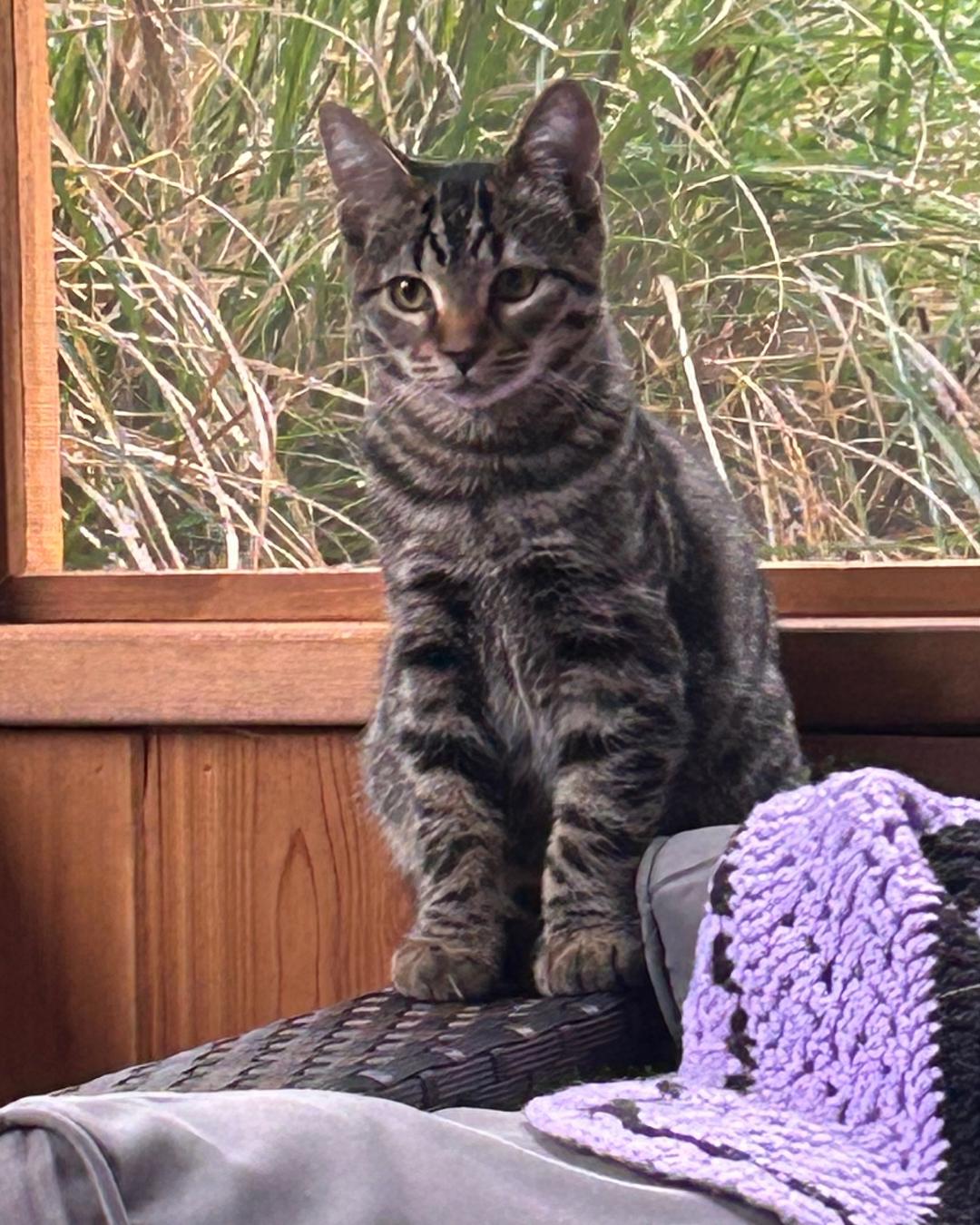 Enlarge Izzy, a Adoptable Tabby in Eugene, OR image 1/1