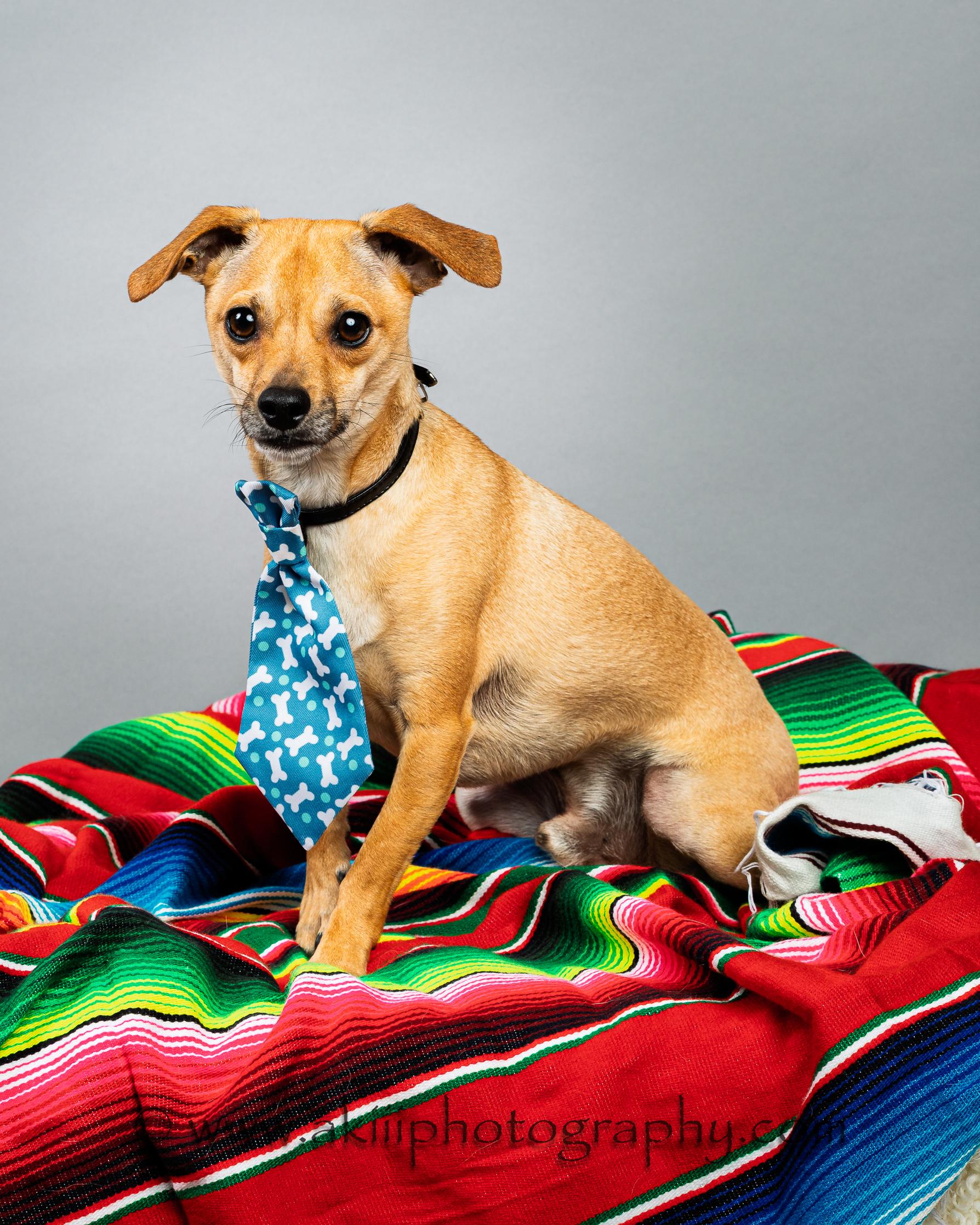 Enlarge Corky, a ADOPTABLE Chihuahua in Plano, TX image 1/6