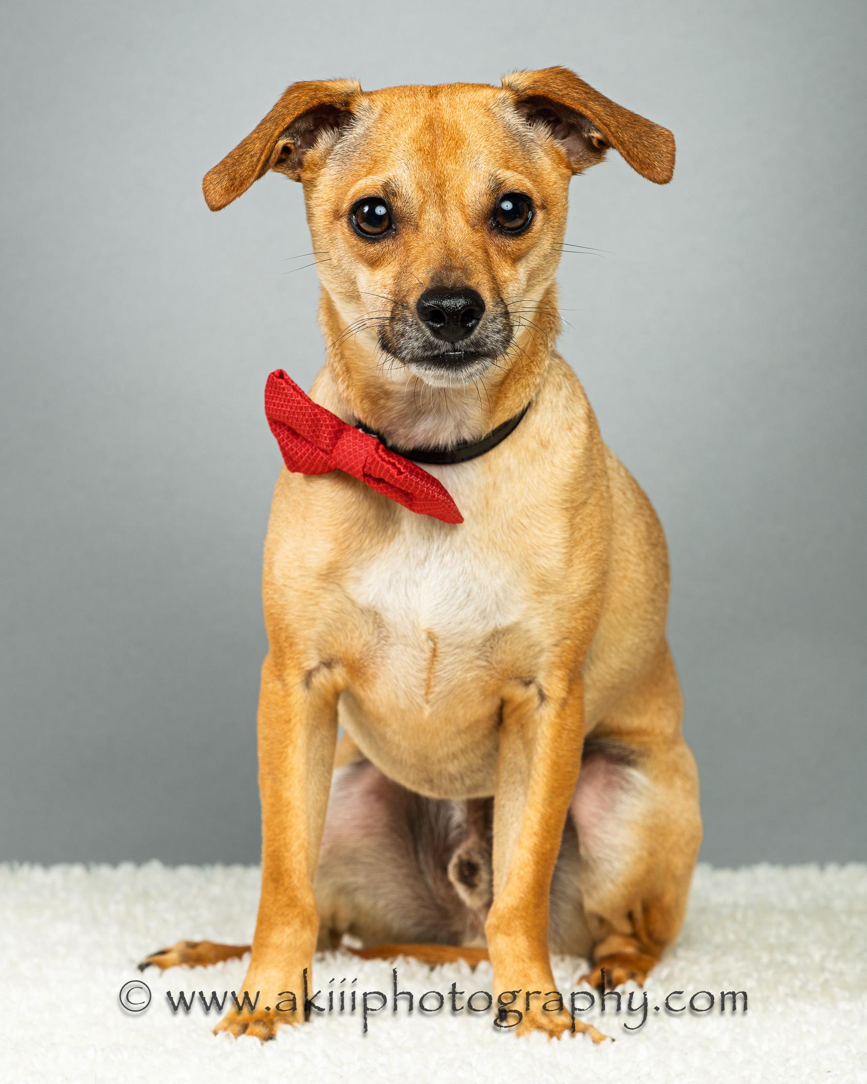 Enlarge Corky, a ADOPTABLE Chihuahua in Plano, TX image 6/6
