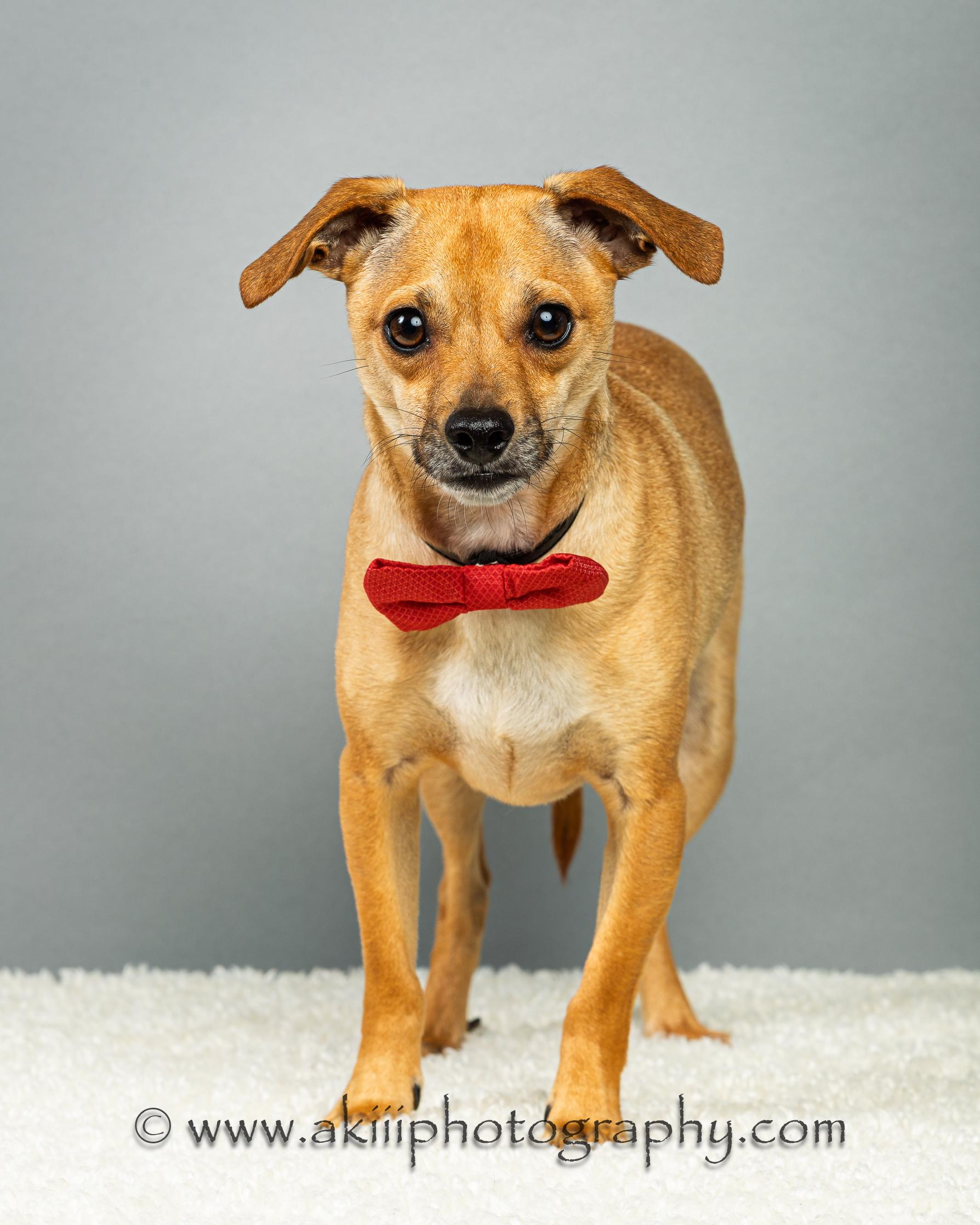 Enlarge Corky, a ADOPTABLE Chihuahua in Plano, TX image 4/6