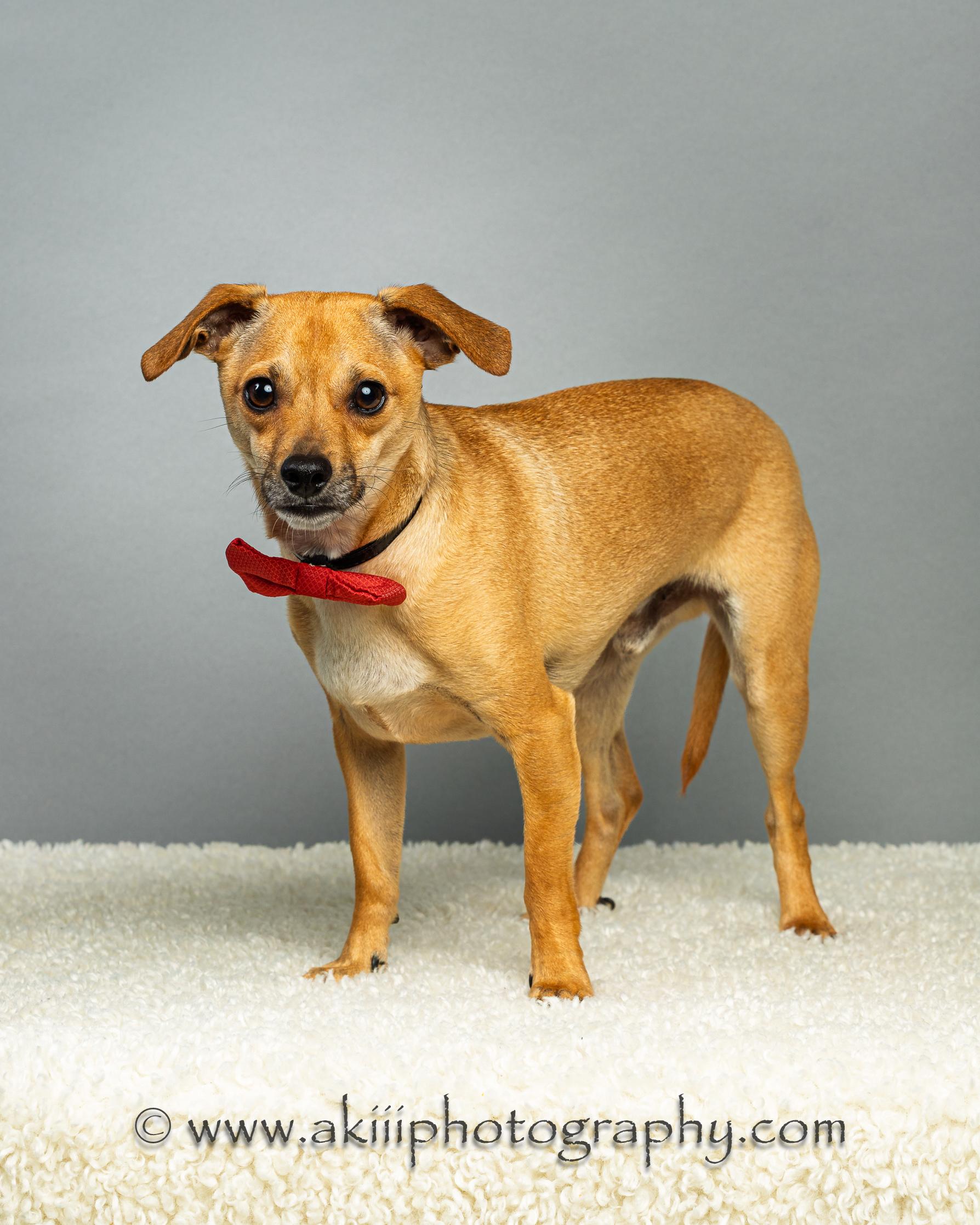Enlarge Corky, a ADOPTABLE Chihuahua in Plano, TX image 5/6
