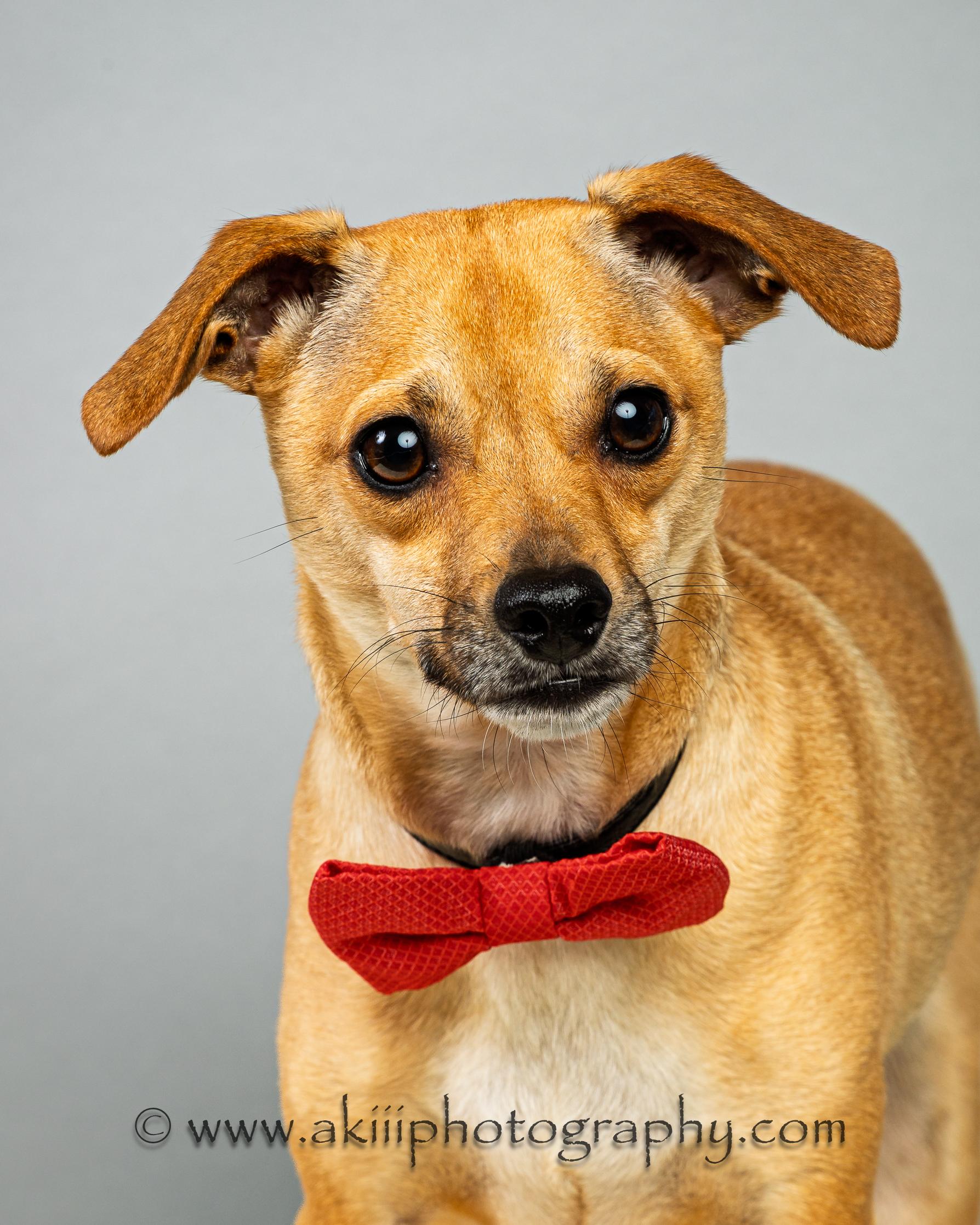 Enlarge Corky, a ADOPTABLE Chihuahua in Plano, TX image 2/6