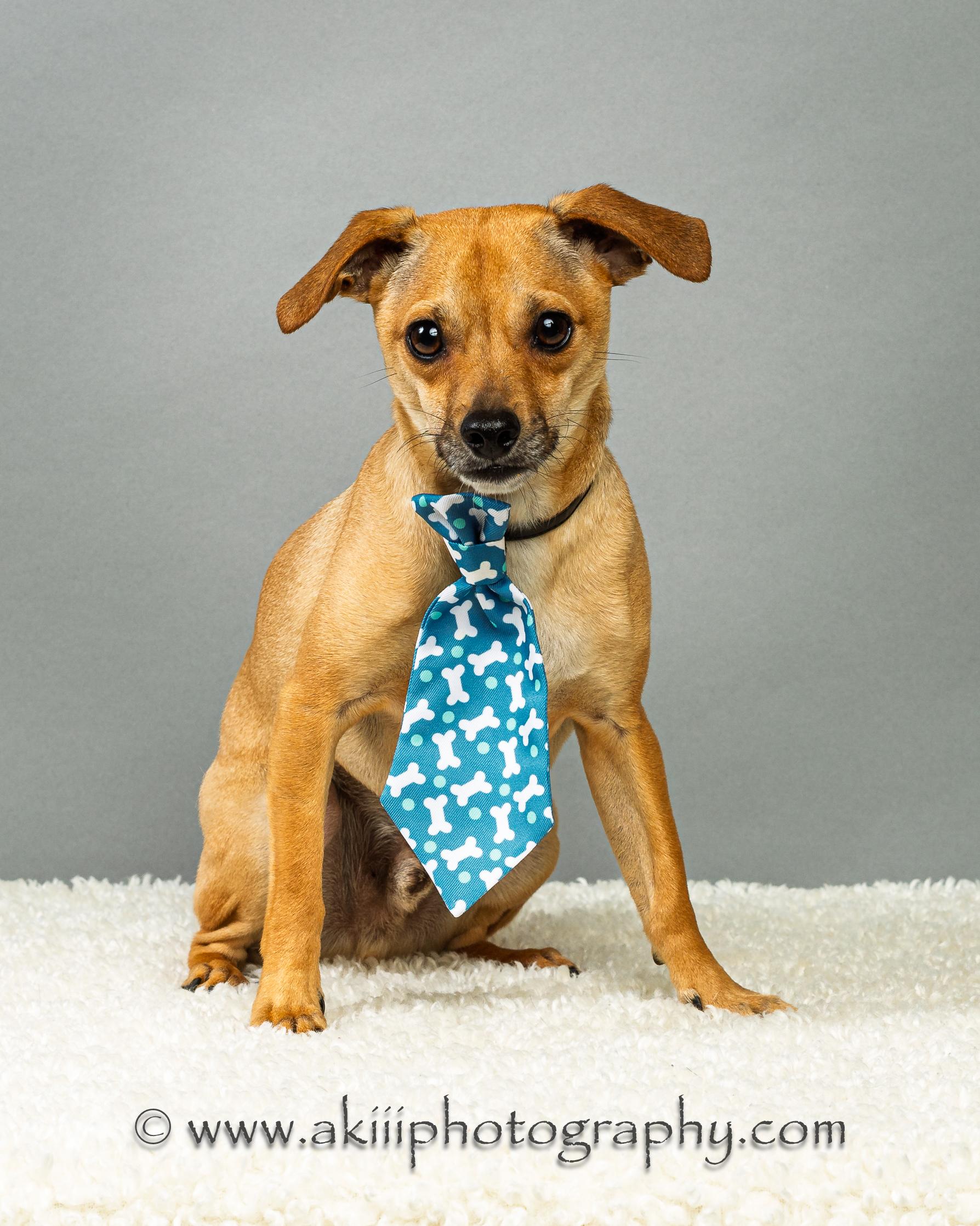 Enlarge Corky, a ADOPTABLE Chihuahua in Plano, TX image 3/6