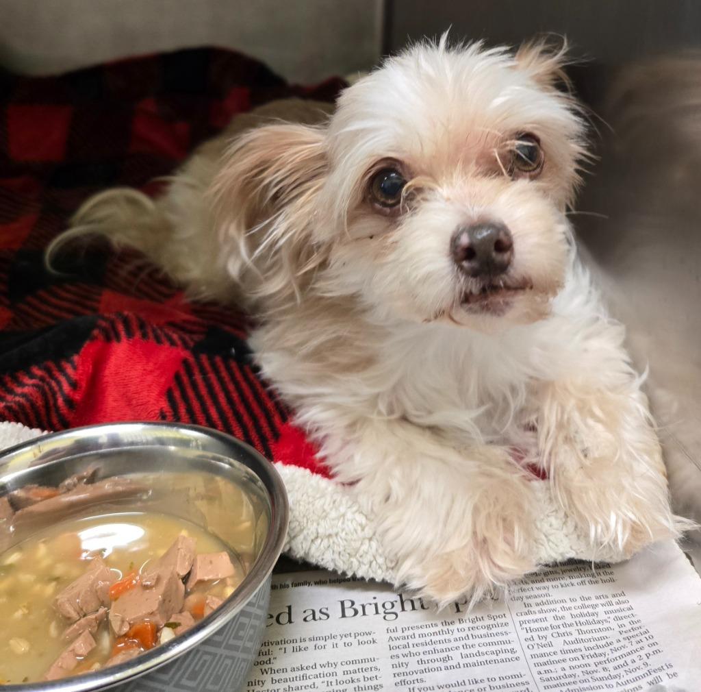 Beatrice, Adoptable, Adult Female Yorkshire Terrier & Mixed Breed.
