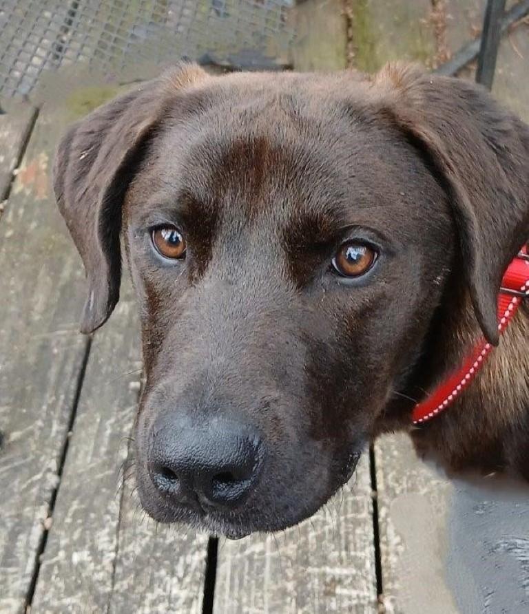 Enlarge Dolly, an adopted mixed breed in White Plains, NY image 1/5