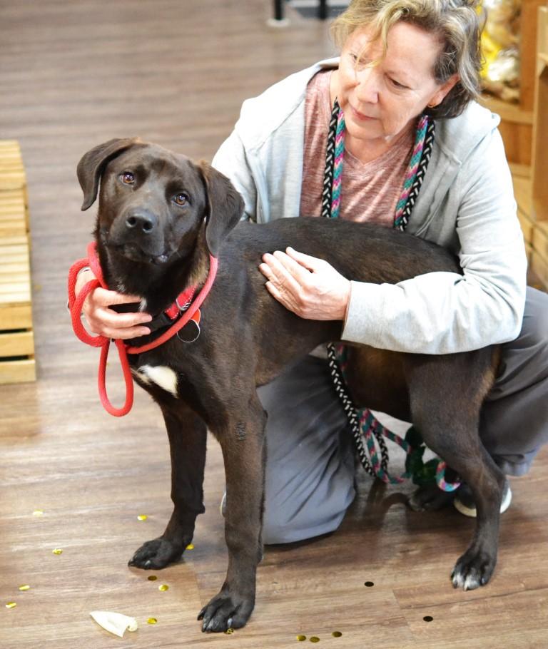 Enlarge Dolly, an adopted mixed breed in White Plains, NY image 4/5