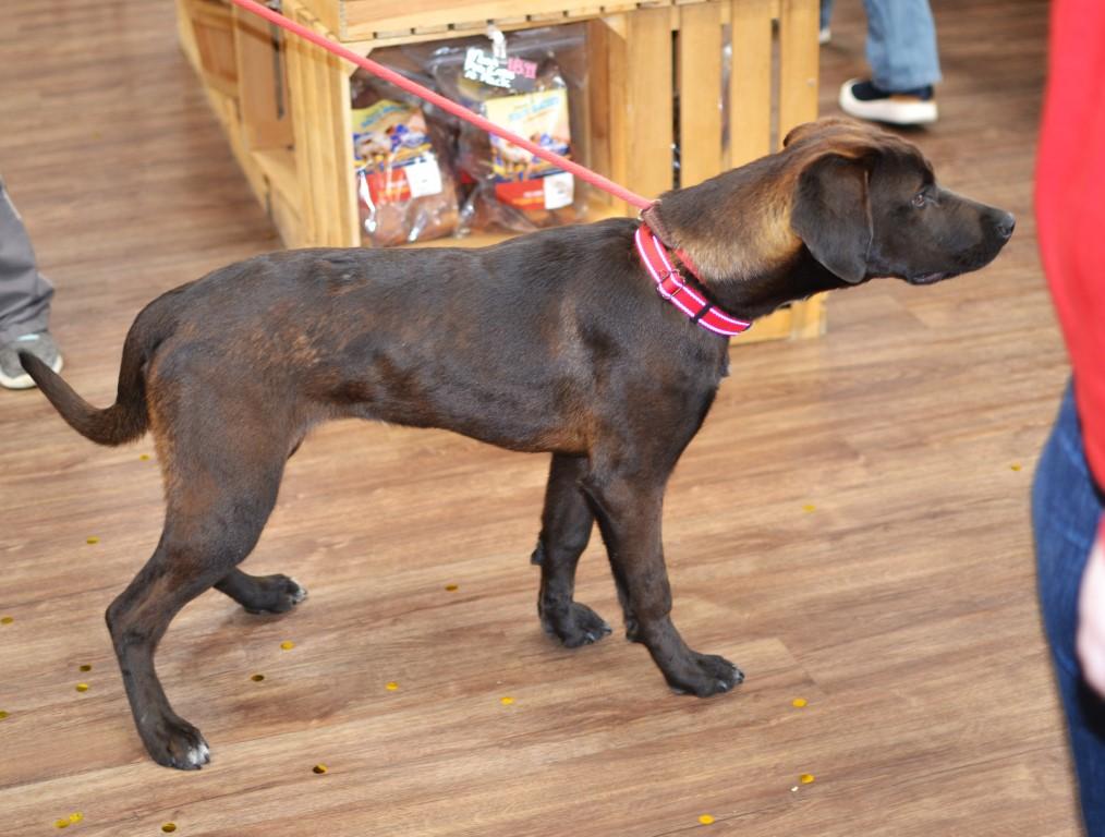 Enlarge Dolly, an adopted mixed breed in White Plains, NY image 2/5