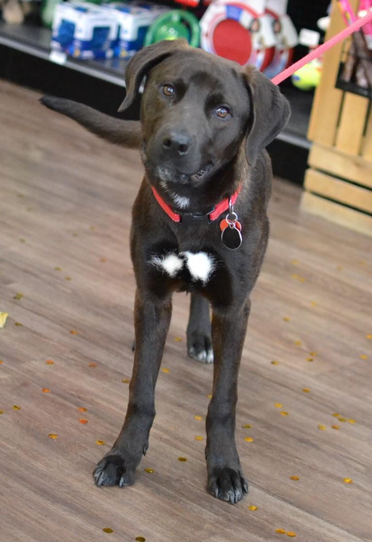 Enlarge Dolly, an adopted mixed breed in White Plains, NY image 3/5