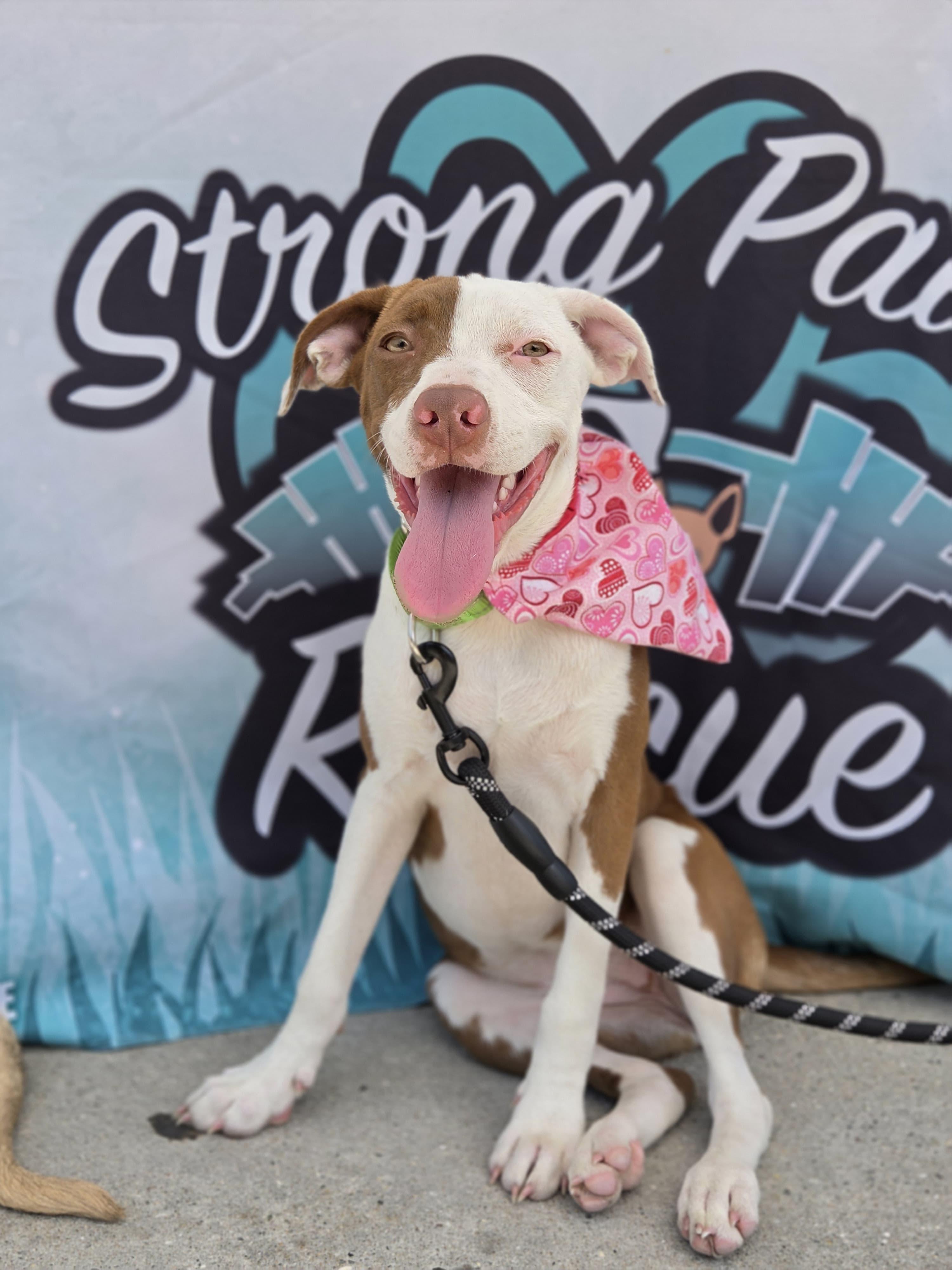 Freya, Adoptable, Puppy Female Pit Bull Terrier & Hound.