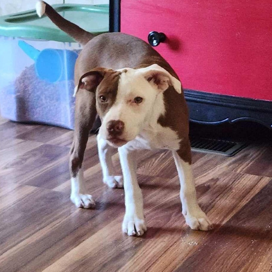 Freya, a Adoptable mixed breed in Yonkers, NY image 3/6