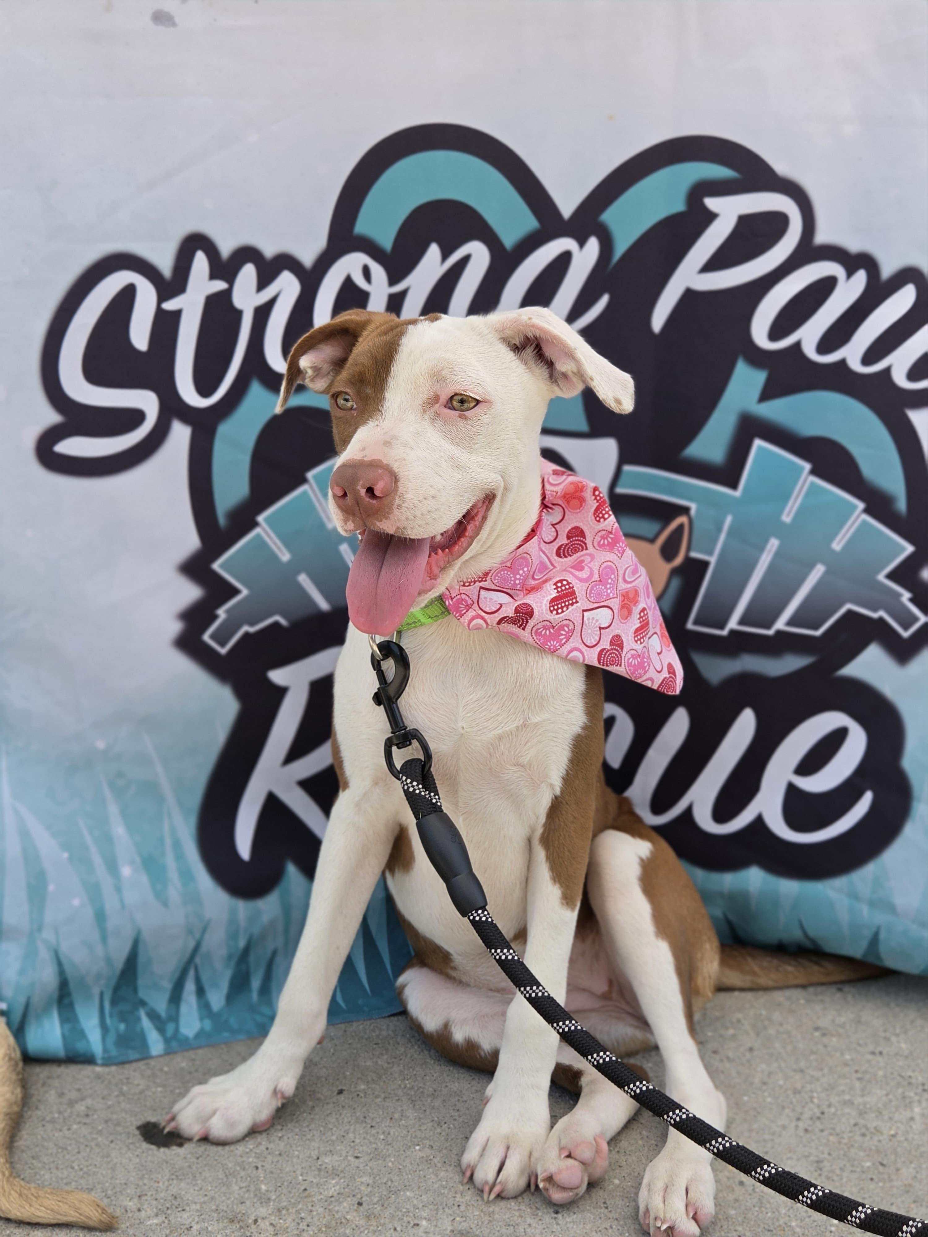 Freya, a Adoptable mixed breed in Yonkers, NY image 6/6