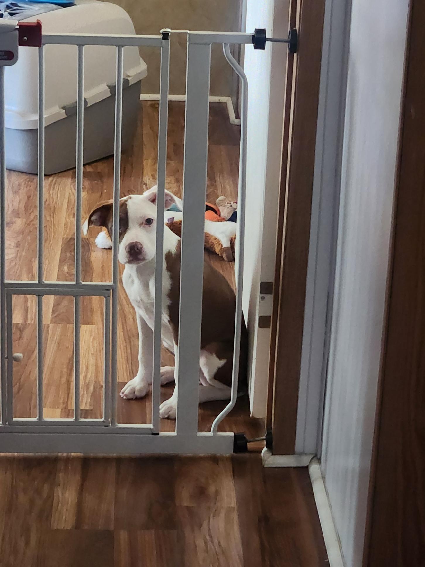 Freya, a Adoptable mixed breed in Yonkers, NY image 5/6
