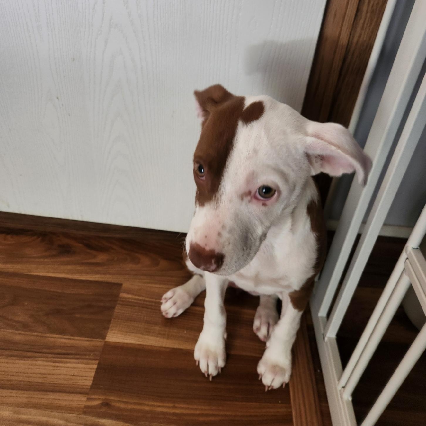 Freya, a Adoptable mixed breed in Yonkers, NY image 2/6