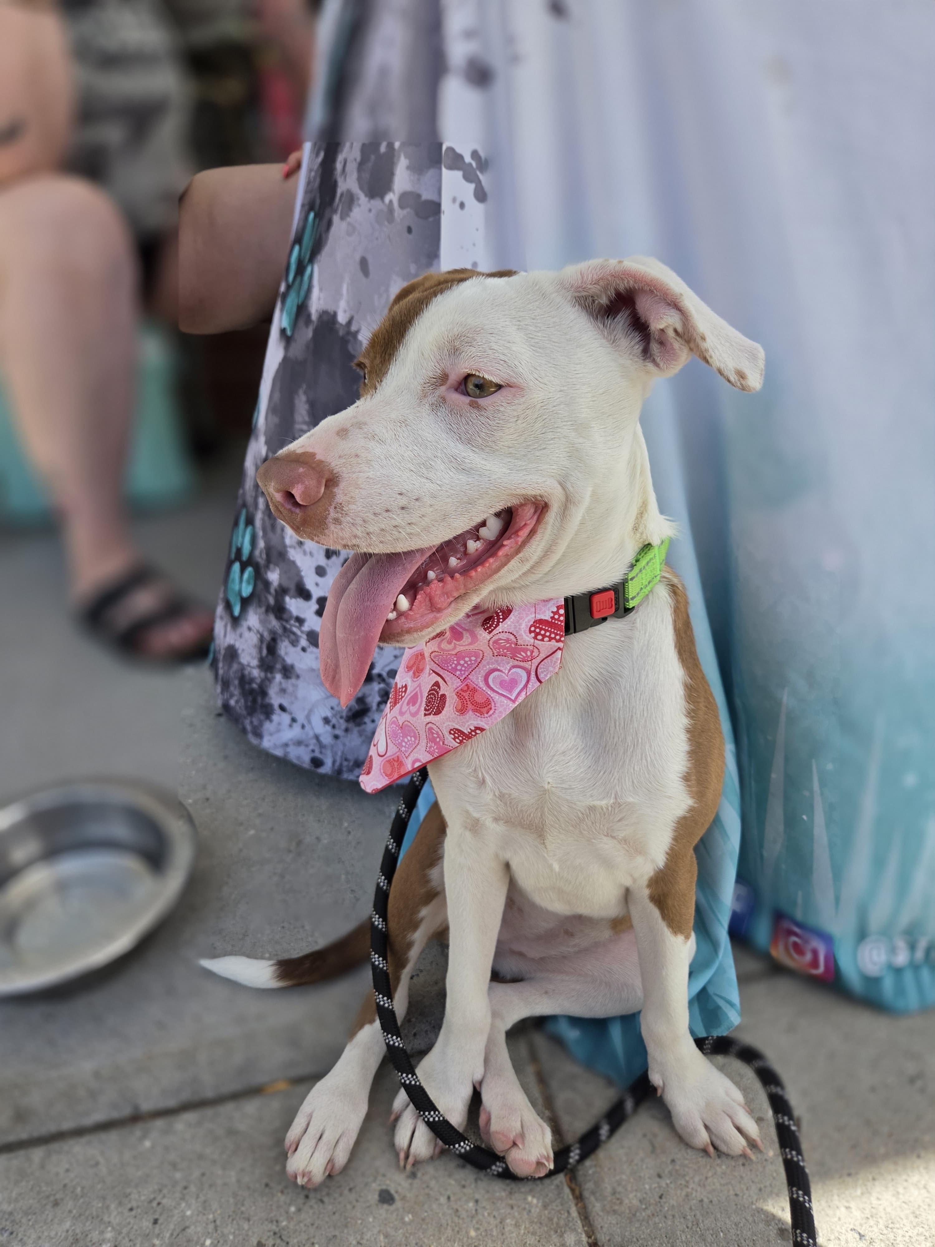 Freya, a Adoptable mixed breed in Yonkers, NY image 5/6