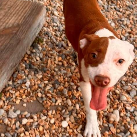 Freya, a Adoptable mixed breed in Yonkers, NY image 1/6