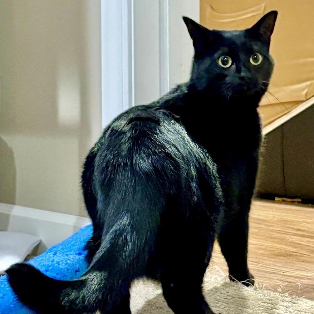 Mascarpone, a Adoptable Domestic Short Hair in Madison, WI image 1/5