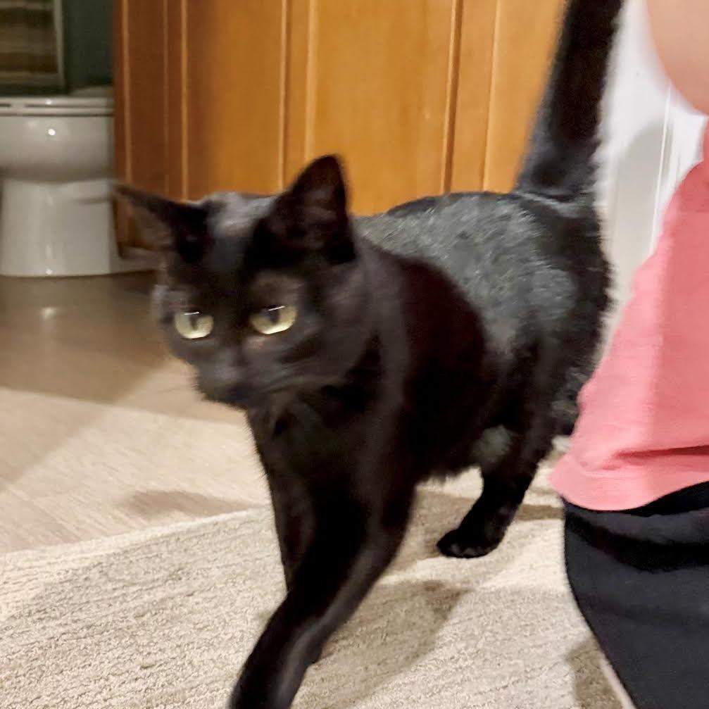 Mascarpone, a Adoptable Domestic Short Hair in Madison, WI image 2/5