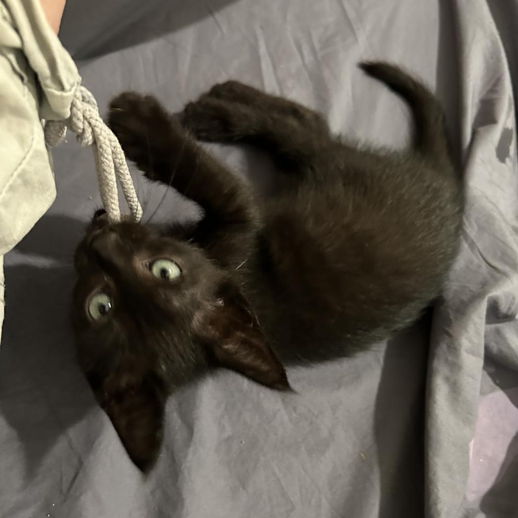 Mascarpone, a Adoptable Domestic Short Hair in Madison, WI image 5/5