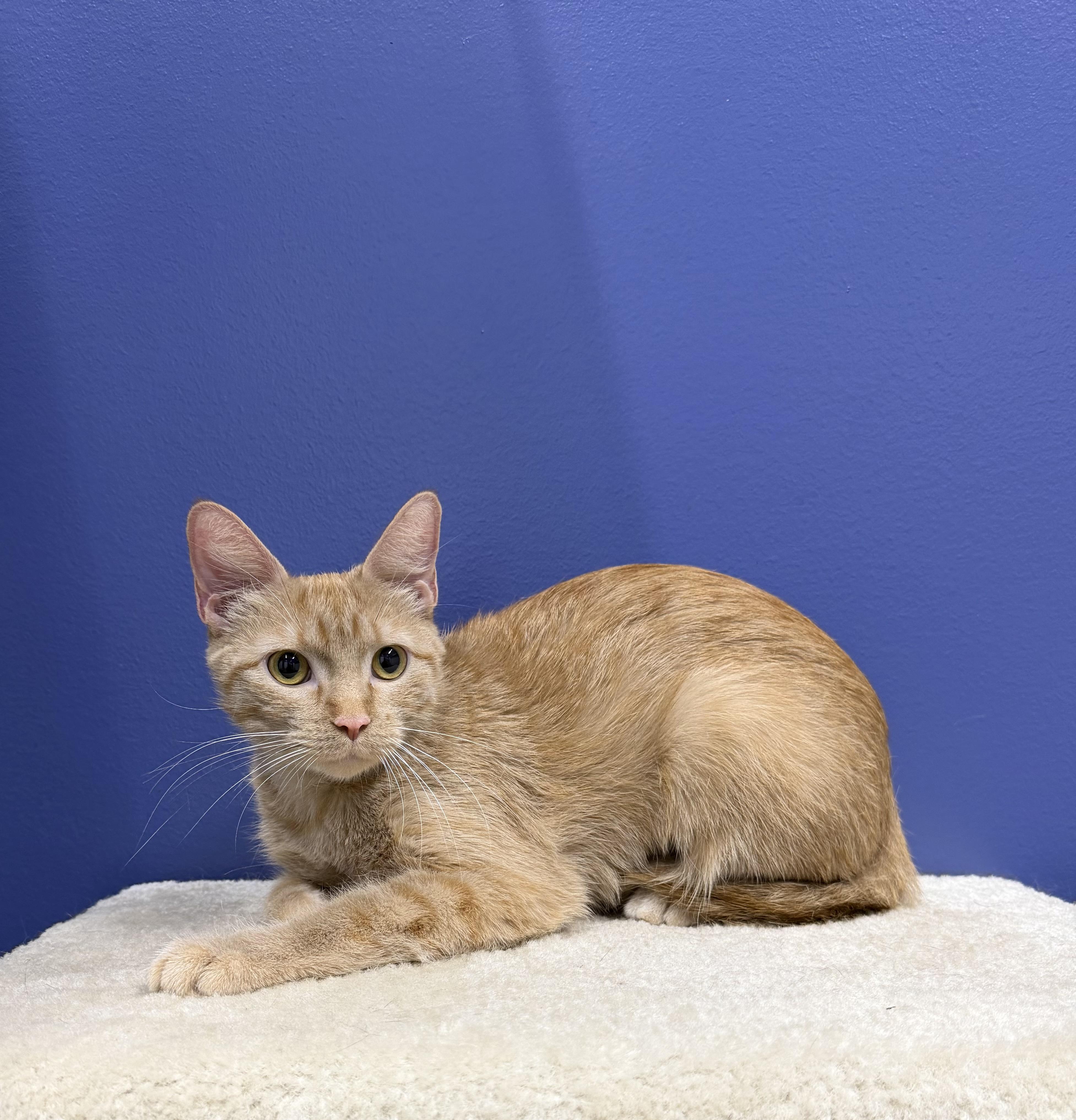 Clementine, a ADOPTABLE Tabby in High Ridge, MO image 1/3