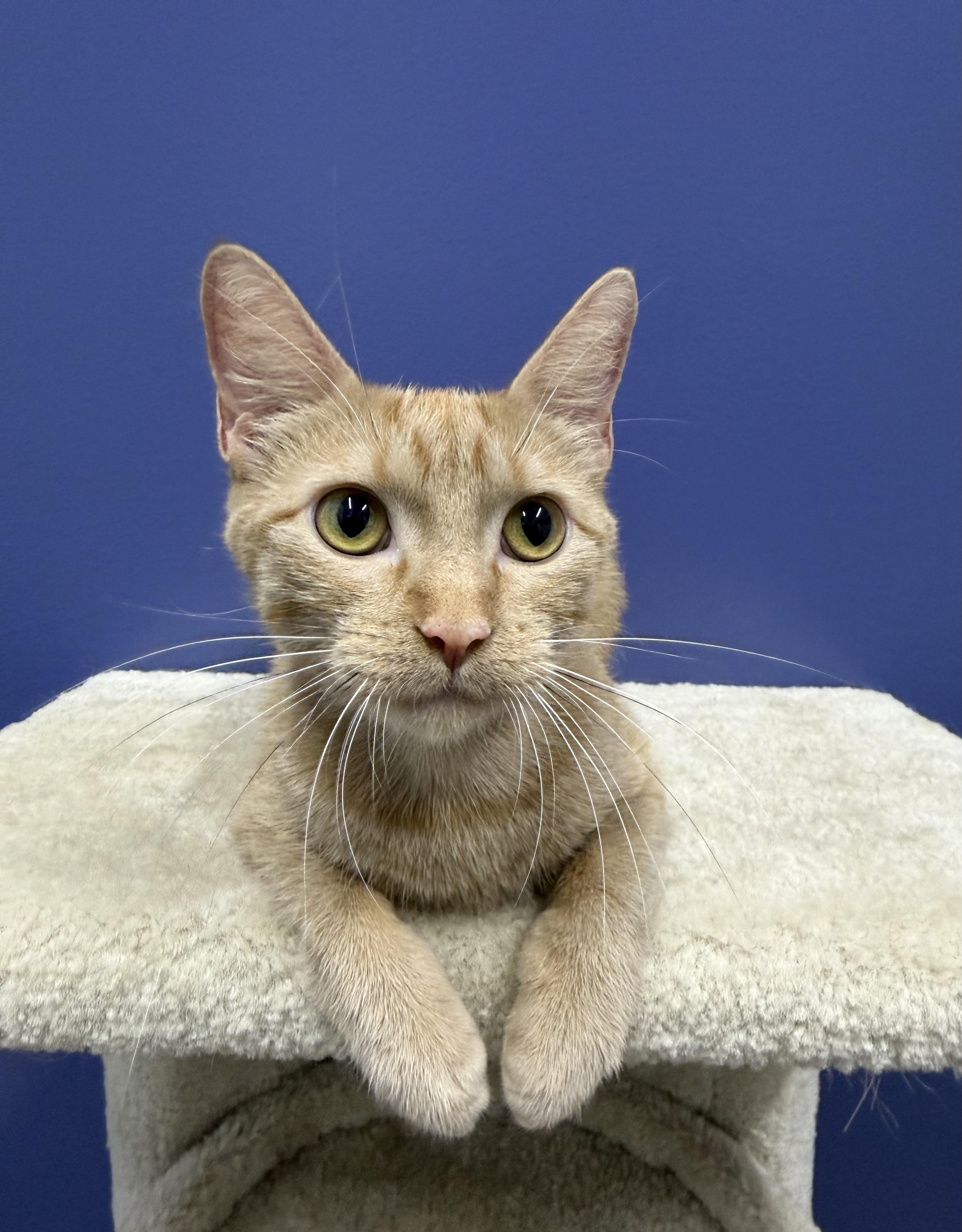 Clementine, a ADOPTABLE Tabby in High Ridge, MO image 2/3