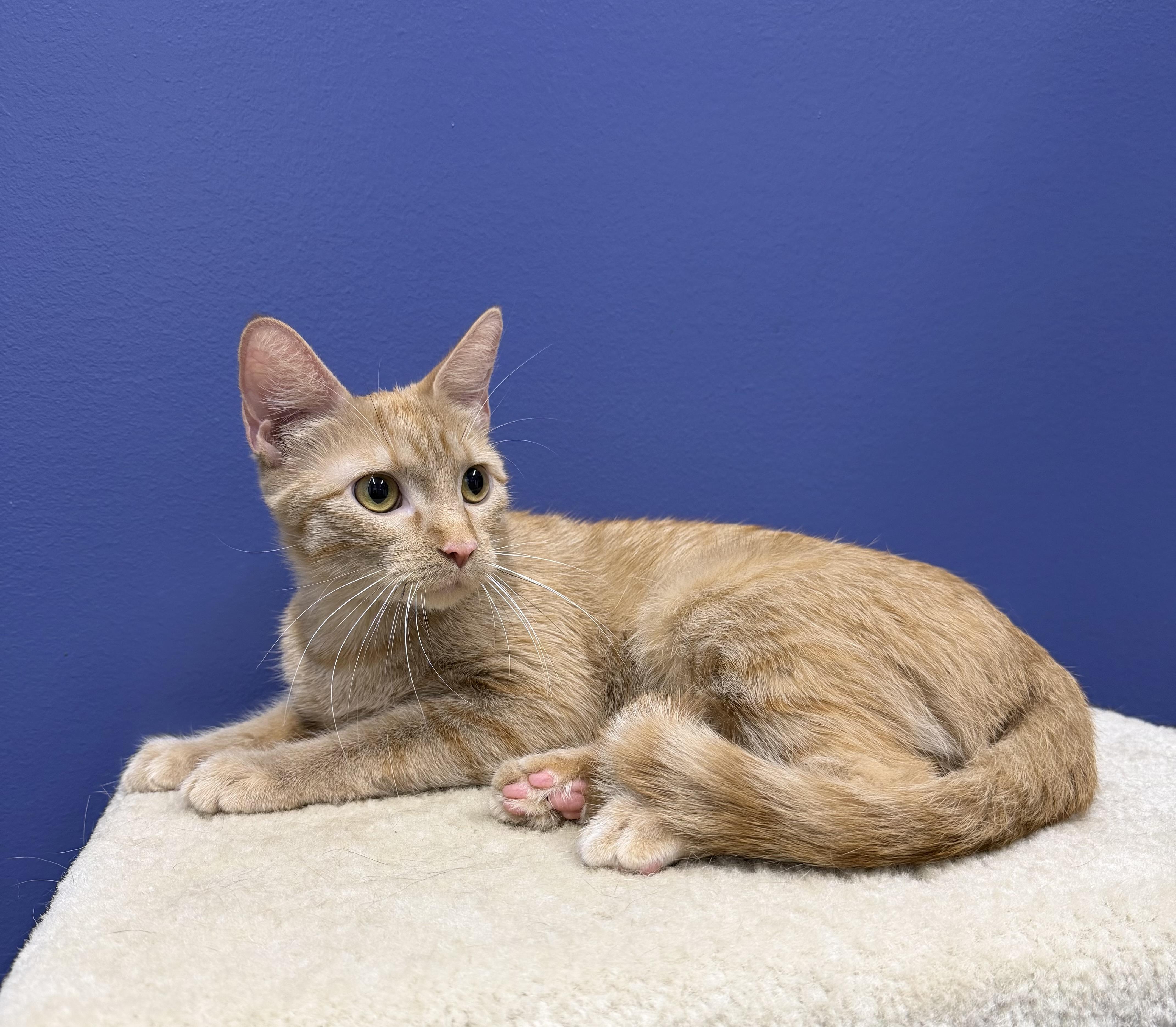 Clementine, a ADOPTABLE Tabby in High Ridge, MO image 3/3