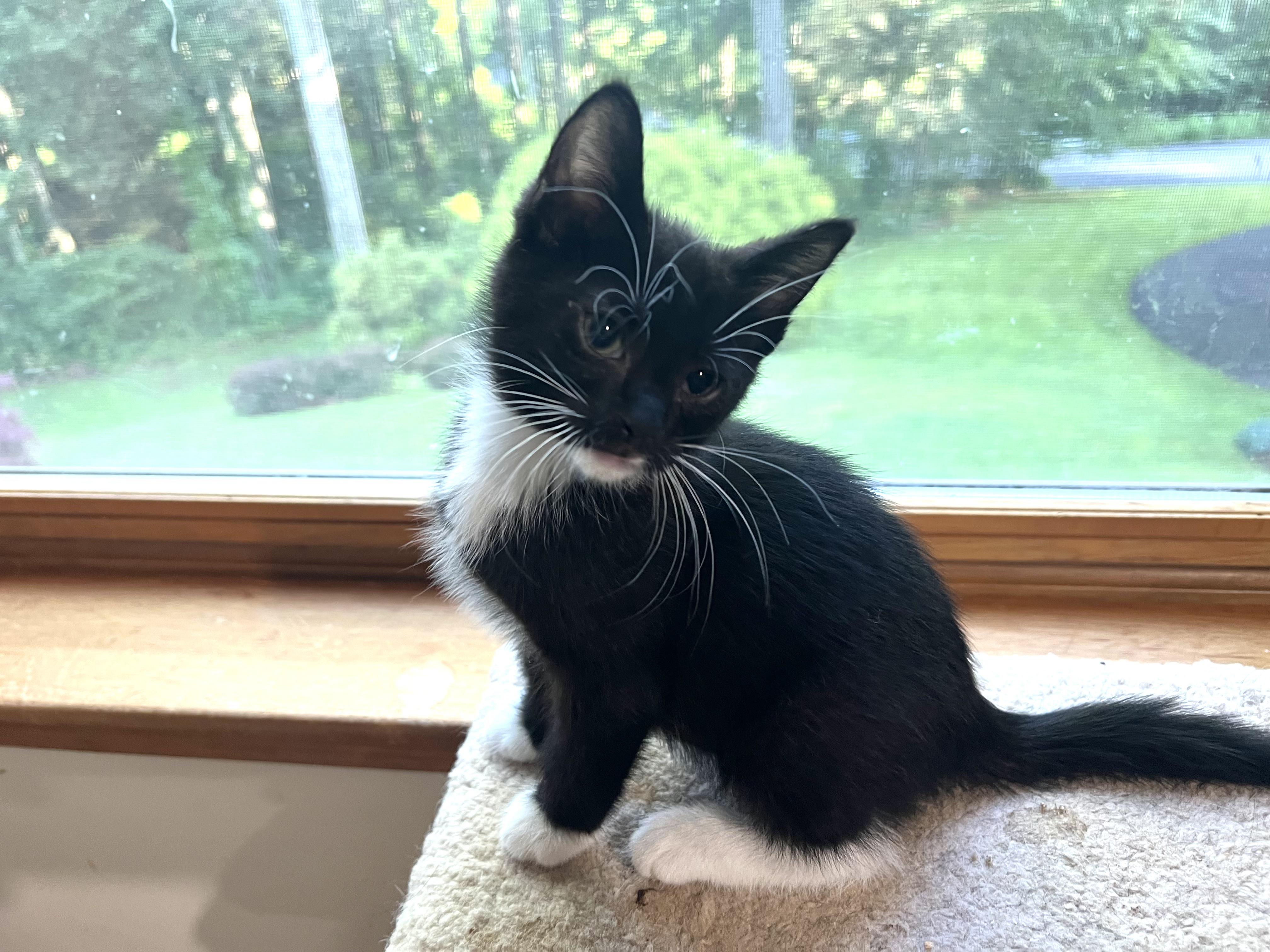 GORDIE (super sweet & playful), a Adoptable mixed breed in New Milford, CT image 2/6