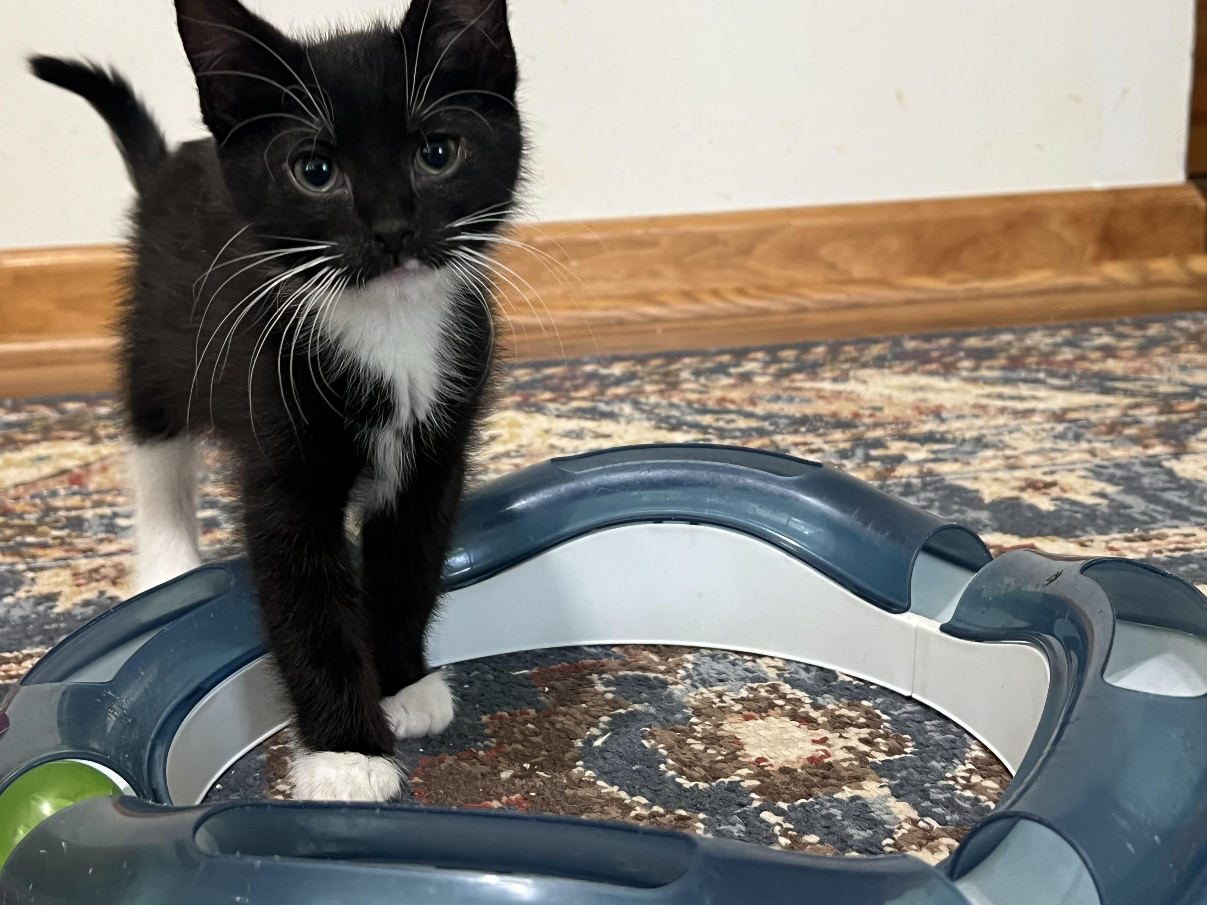GORDIE (super sweet & playful), a Adoptable mixed breed in New Milford, CT image 1/6