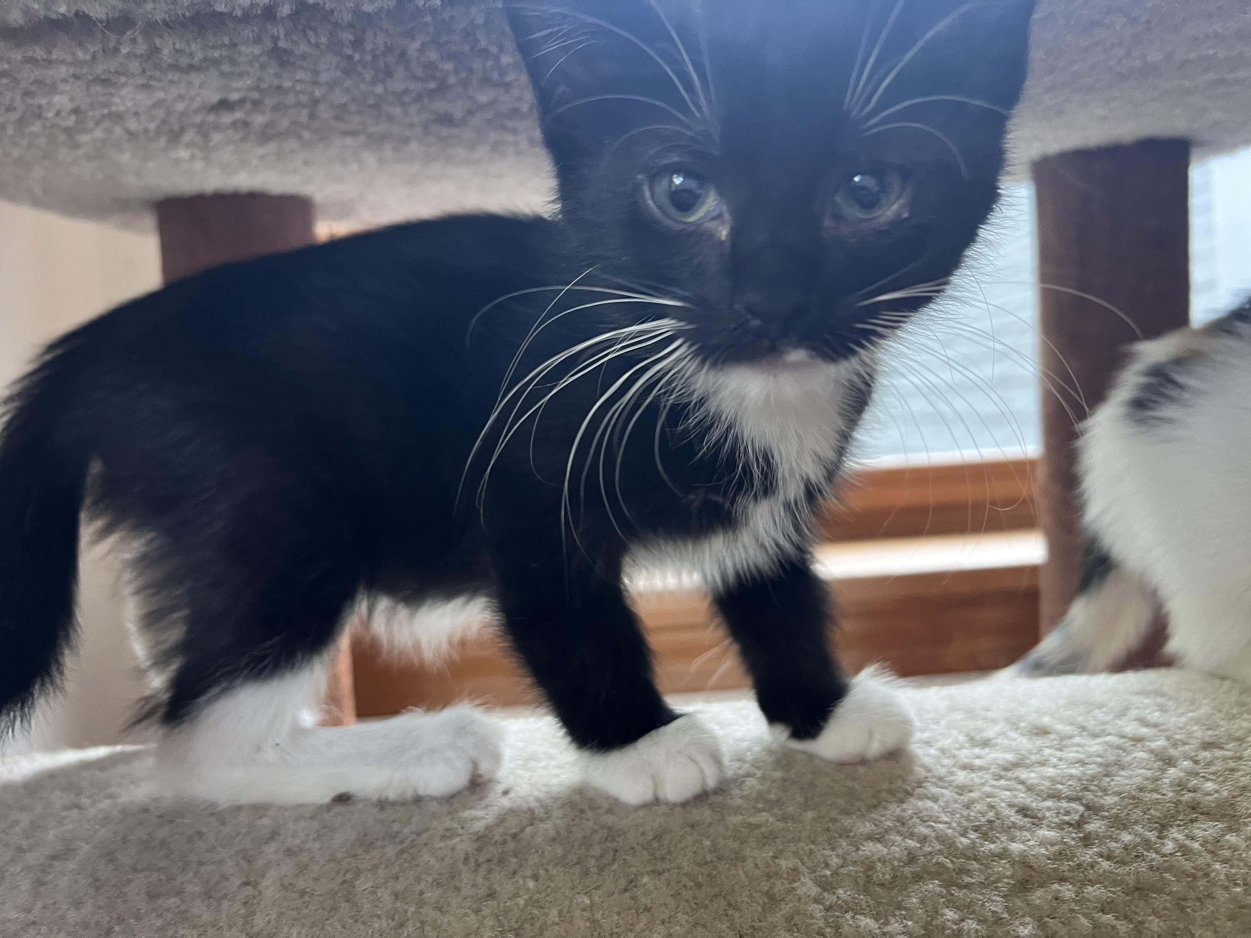 GORDIE (super sweet & playful), a Adoptable mixed breed in New Milford, CT image 4/6