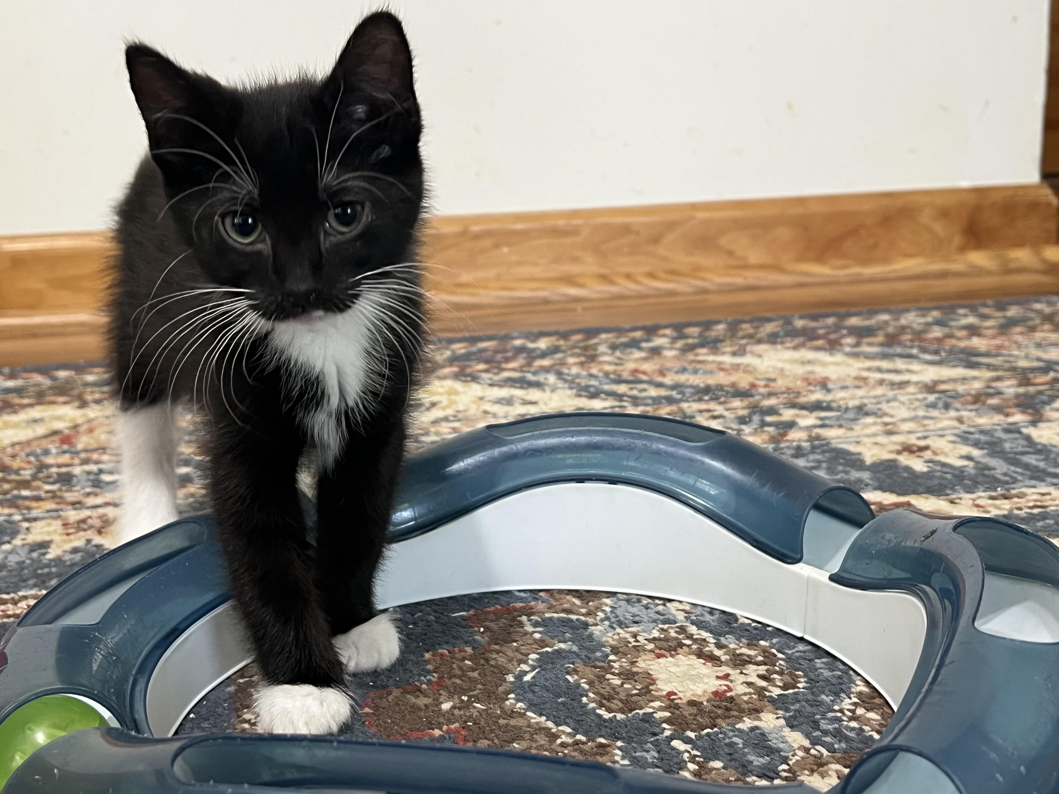 GORDIE (super sweet & playful), a Adoptable mixed breed in New Milford, CT image 3/6