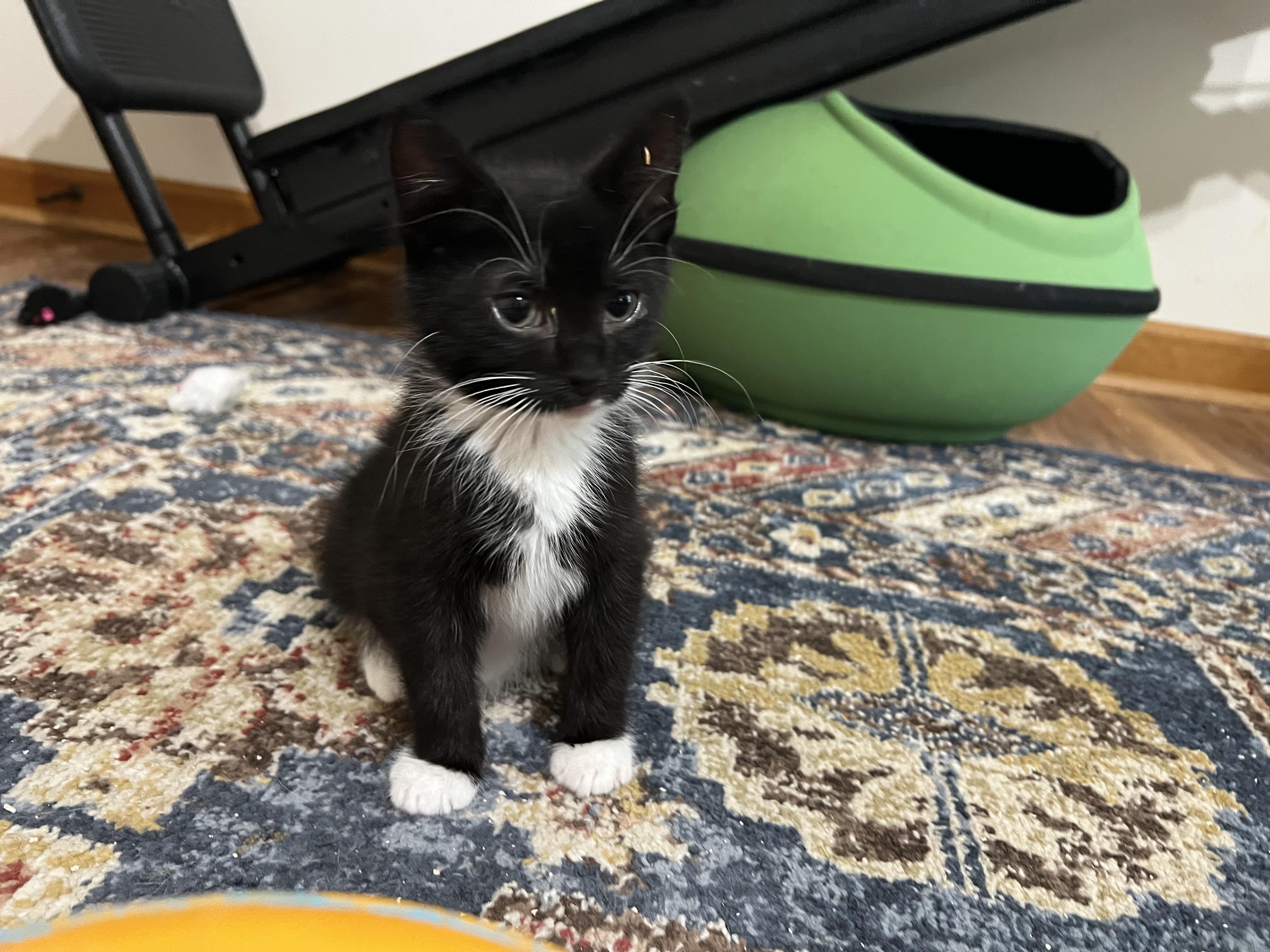 GORDIE (super sweet & playful), a Adoptable mixed breed in New Milford, CT image 5/6