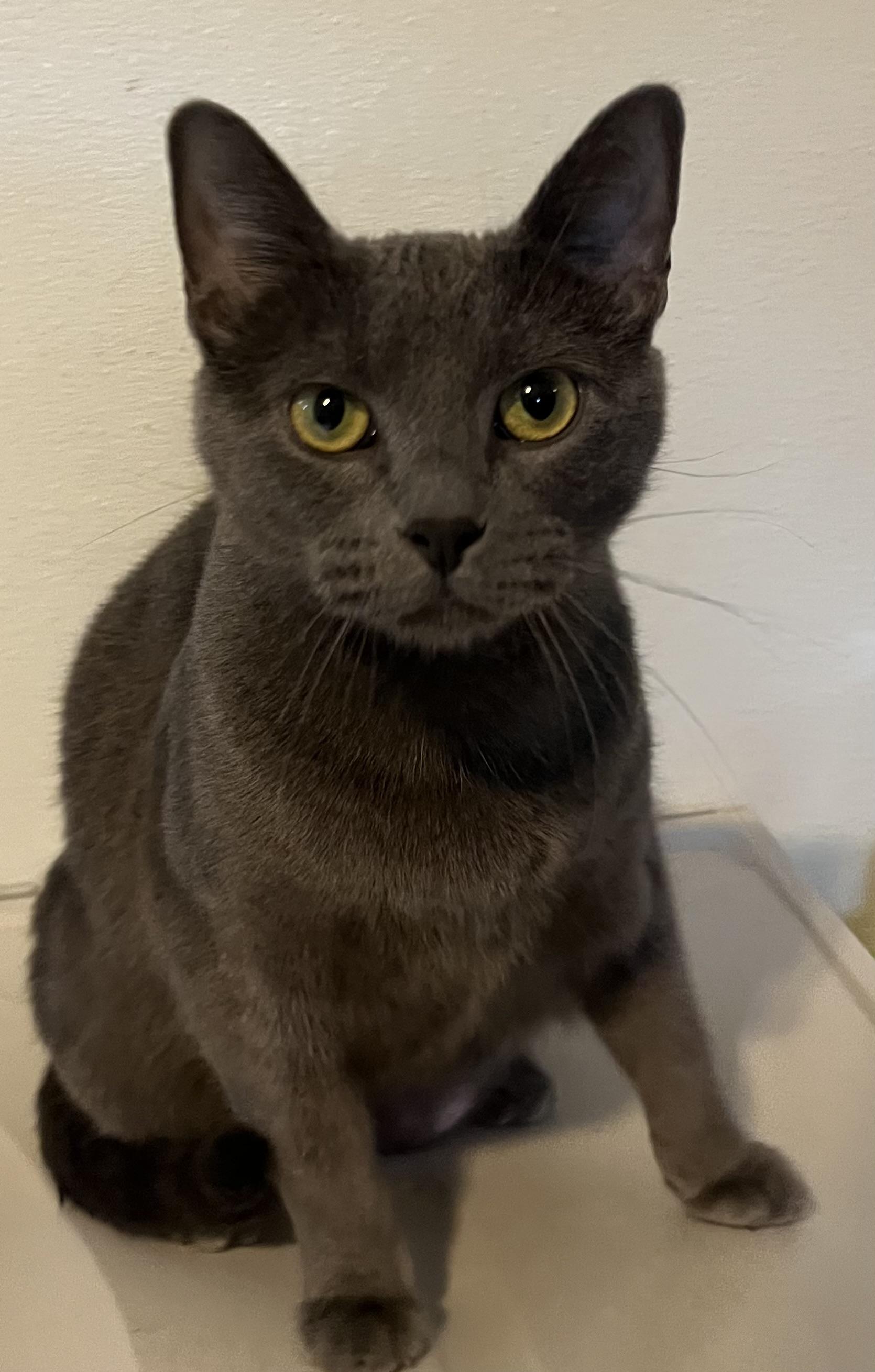 Enlarge Aleesia , a Adoptable Domestic Short Hair in Moline, IL image 1/4