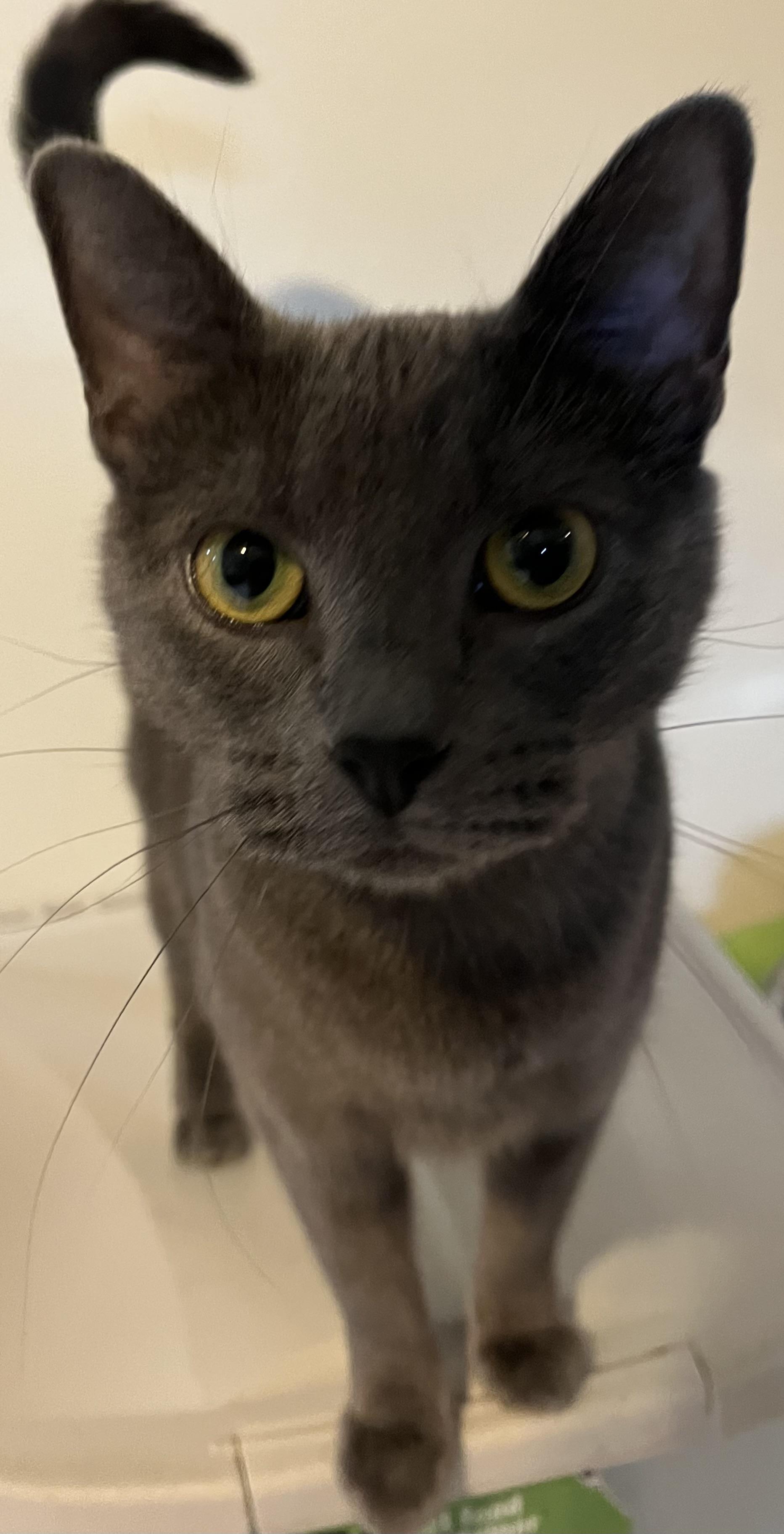 Enlarge Aleesia , a Adoptable Domestic Short Hair in Moline, IL image 3/4